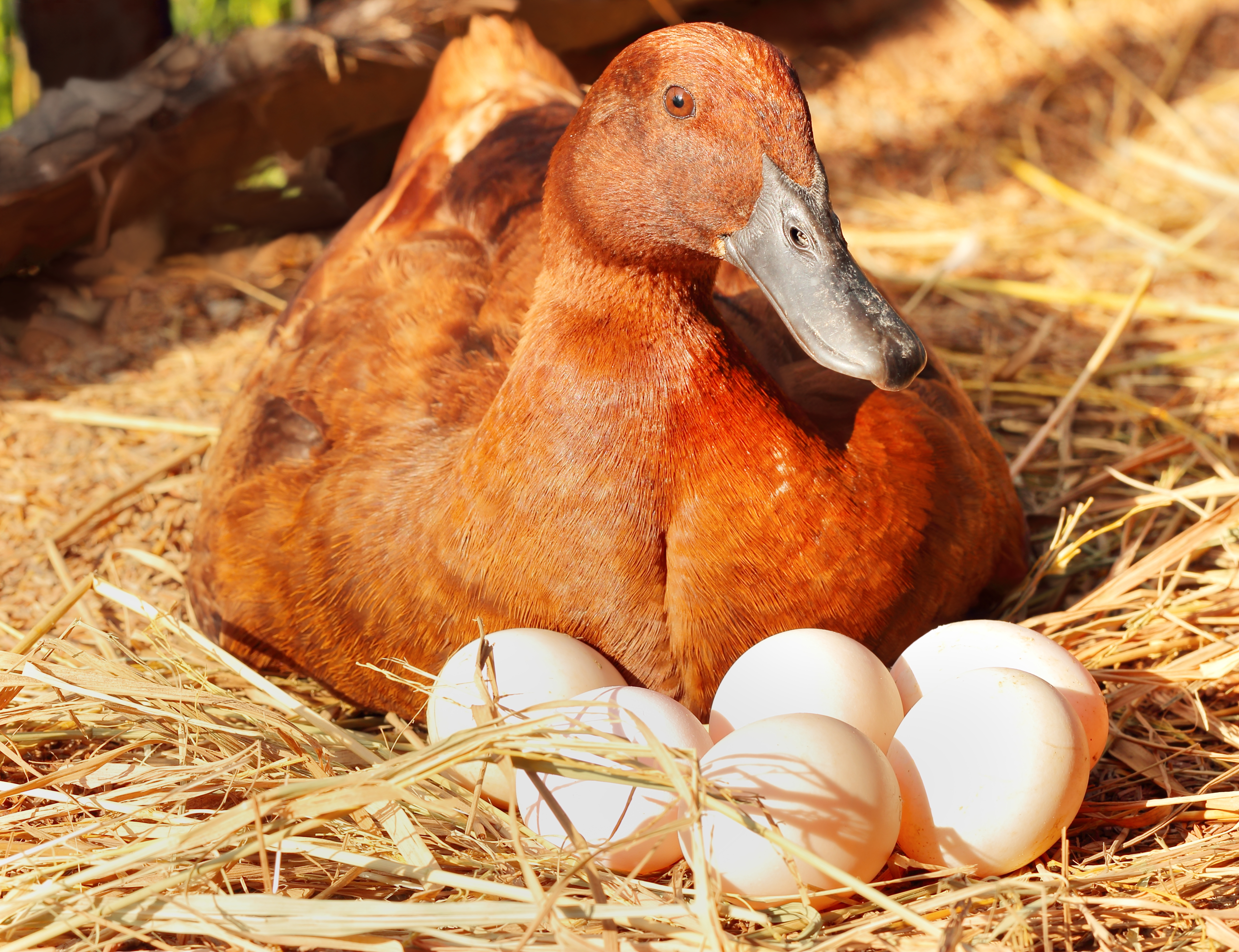 How Many Hours A Day Does A Duck Have To Sit On Her Eggs Animals Mom Com