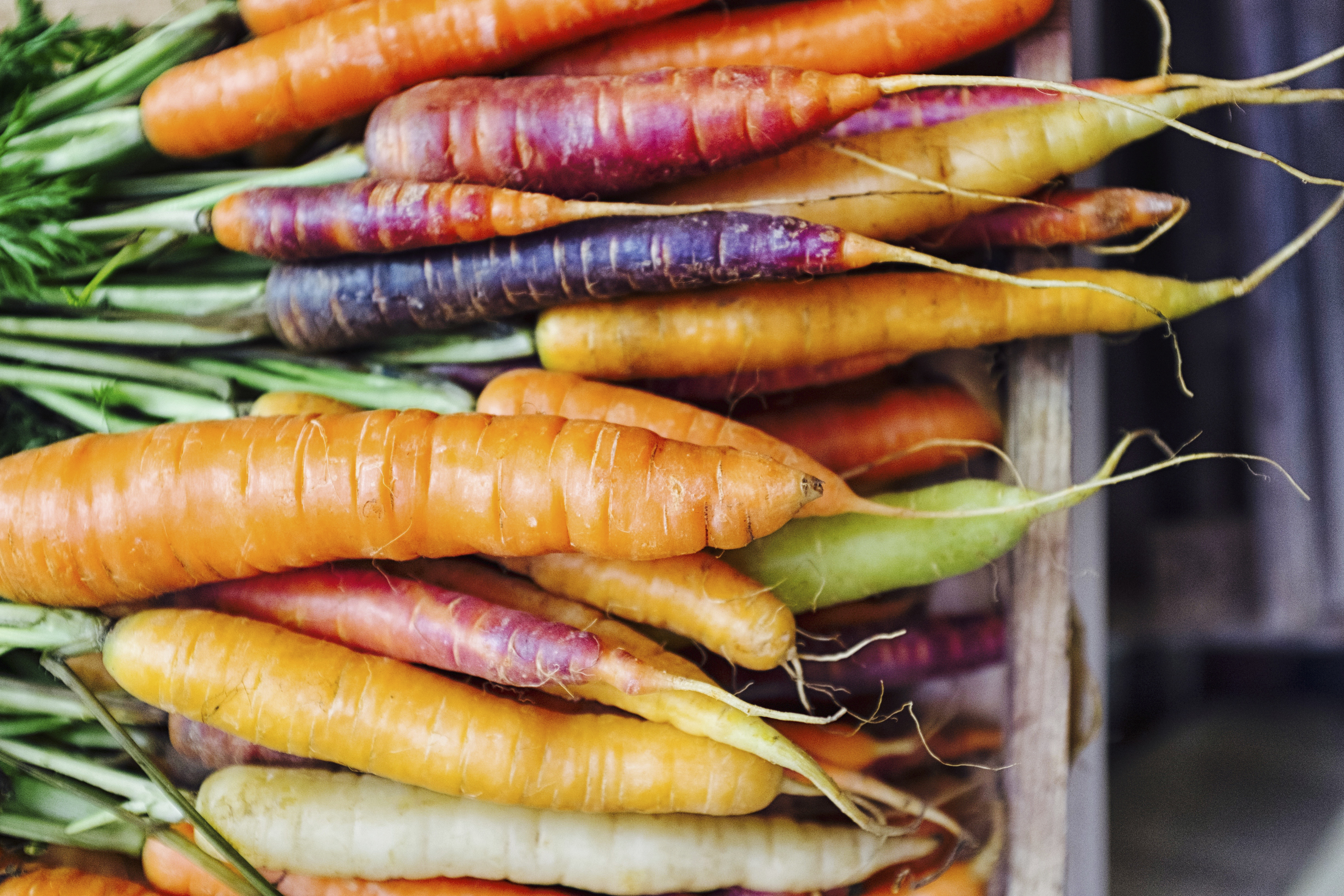 white root vegetable looks like a carrot