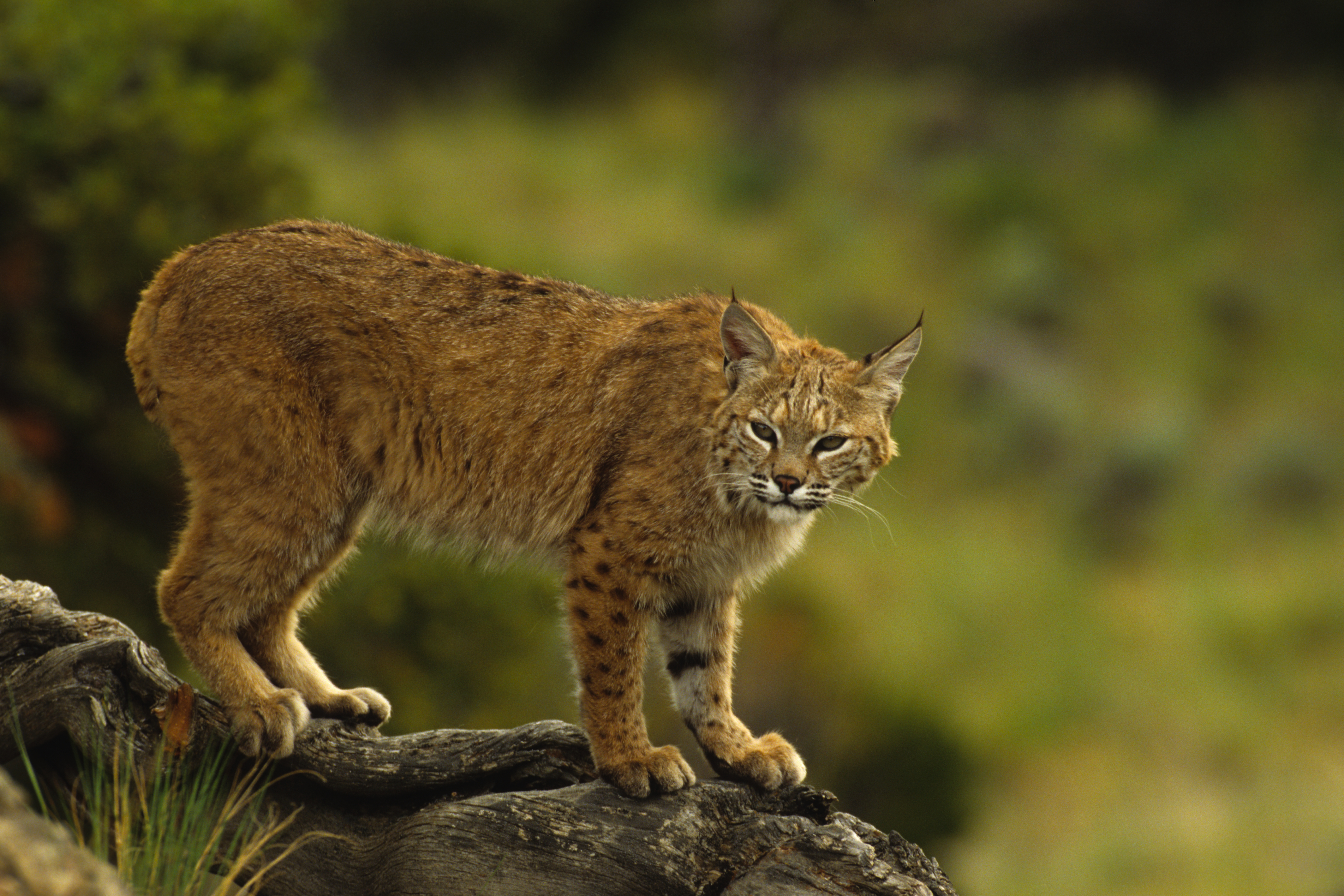 species of wild cats