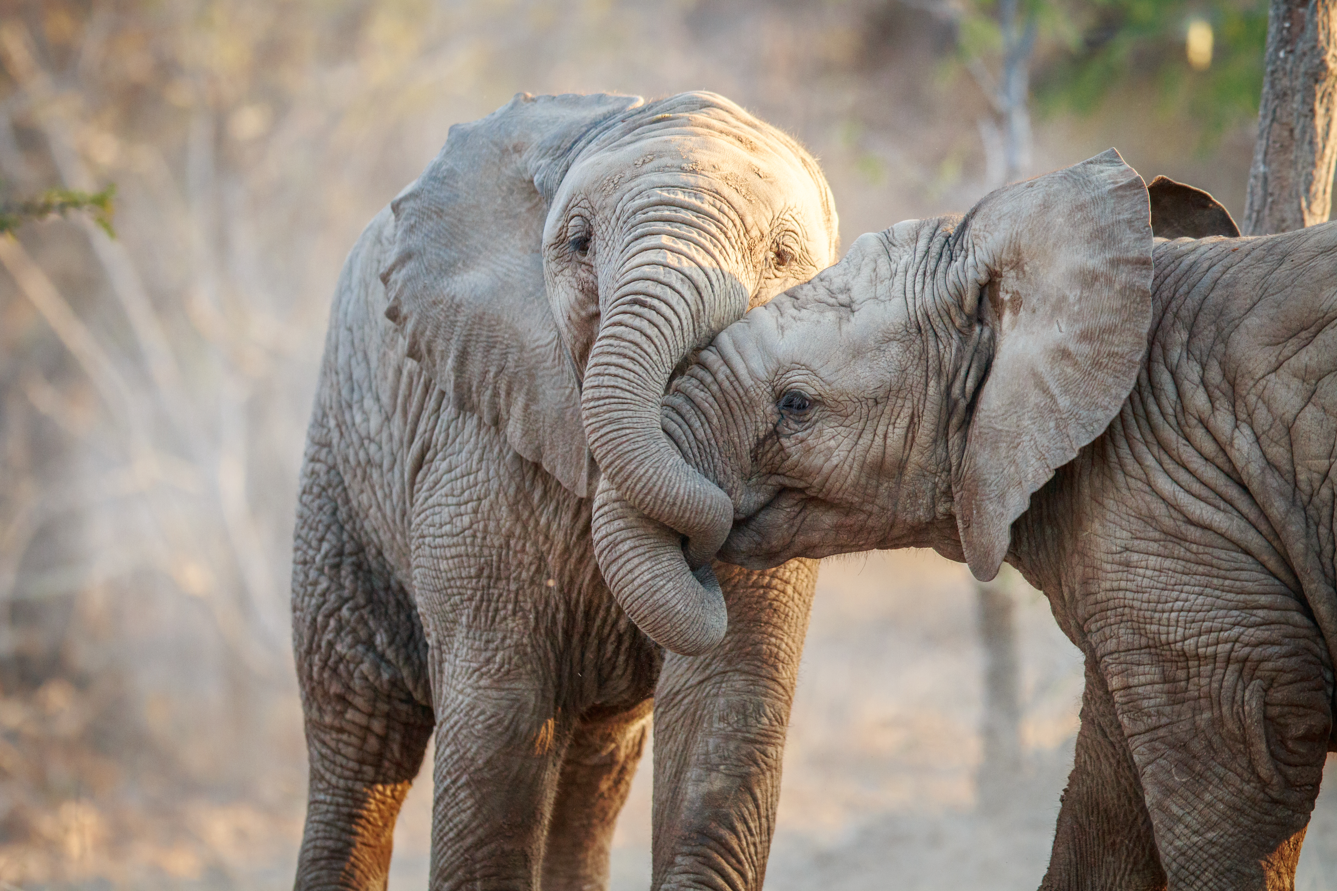 How Do Elephants Give Birth Sciencing