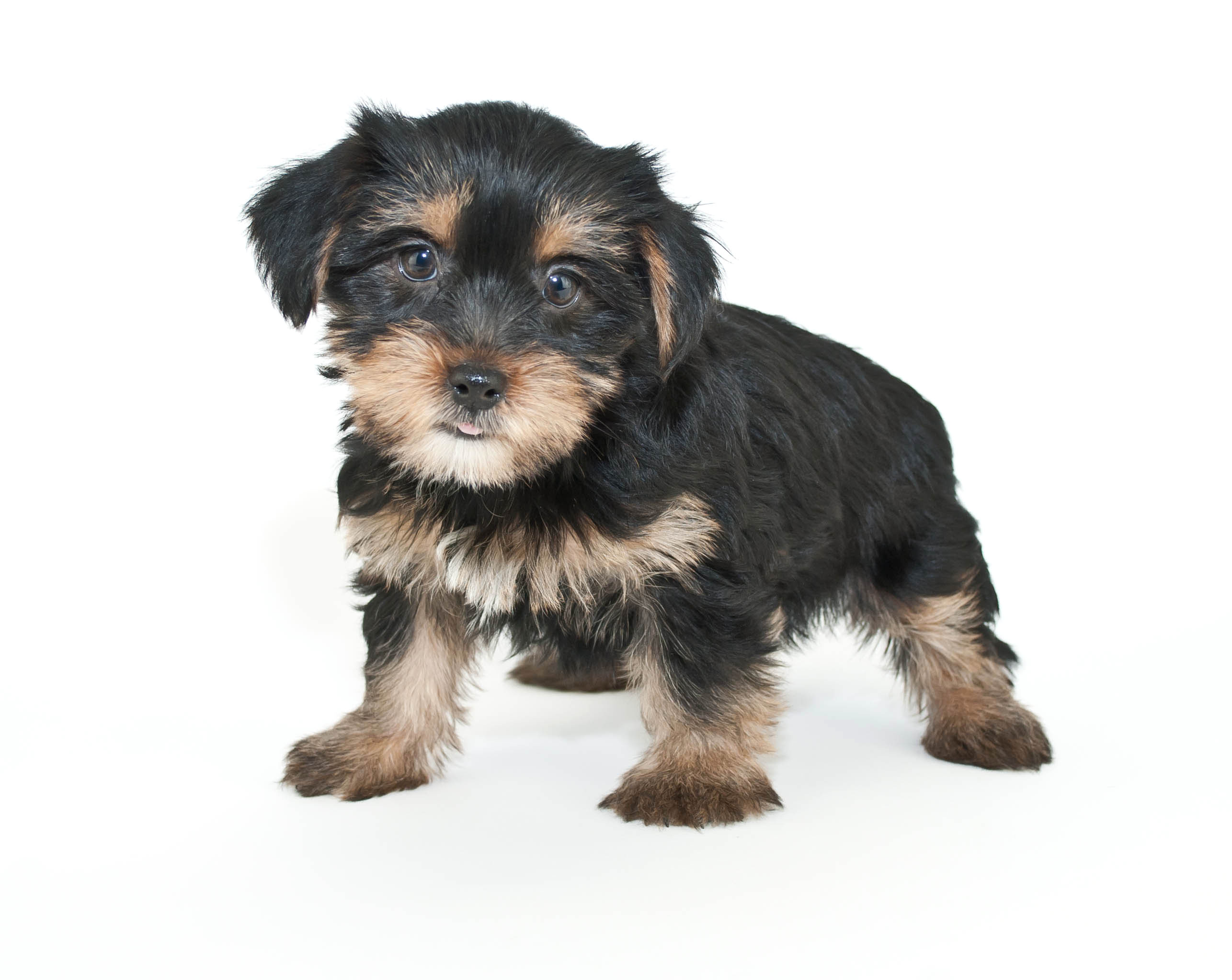 how much should i pay for a morkie puppy