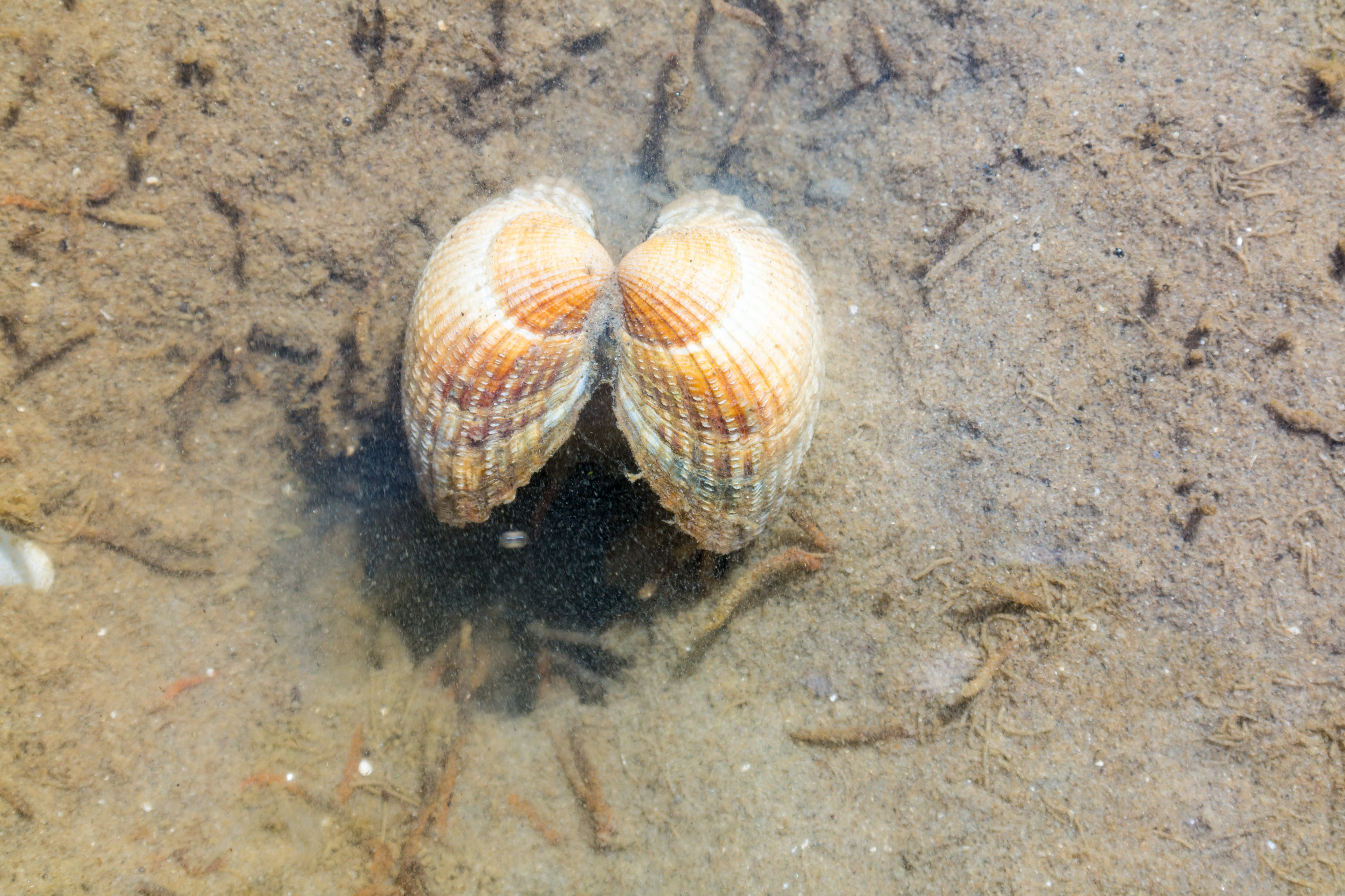 clam adaptations