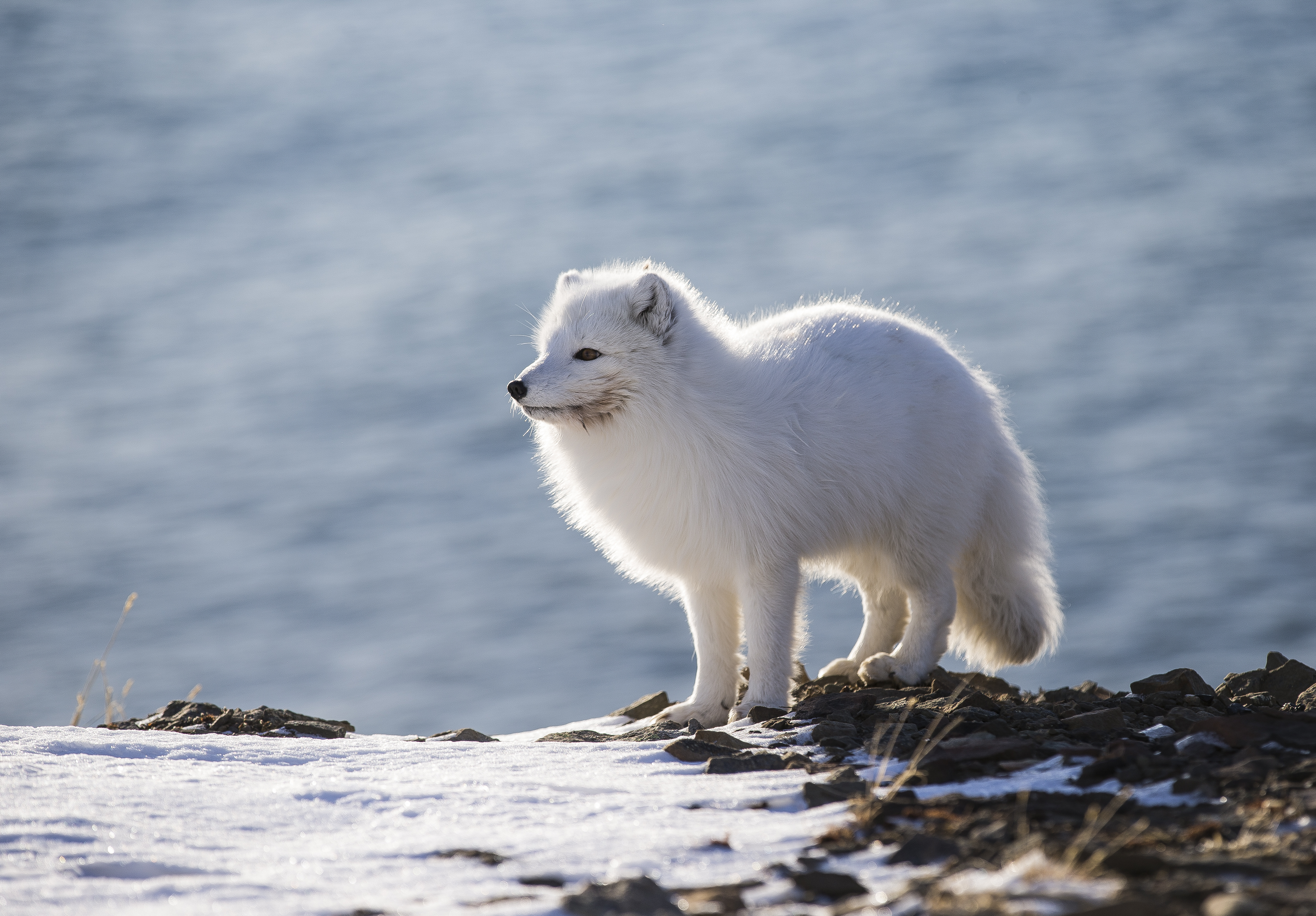 arctic fox eating plants