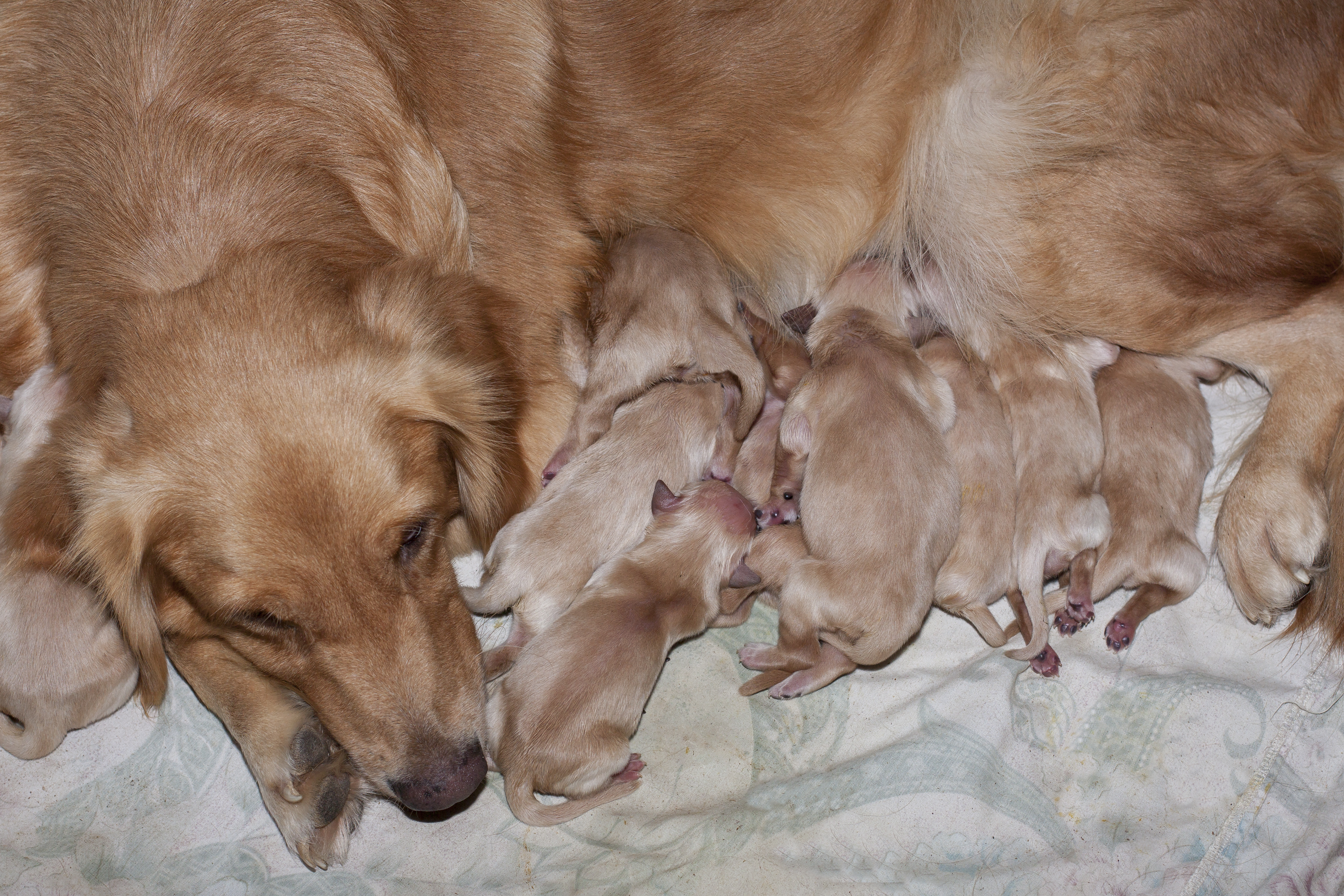 how long after water breaks do dogs have puppies