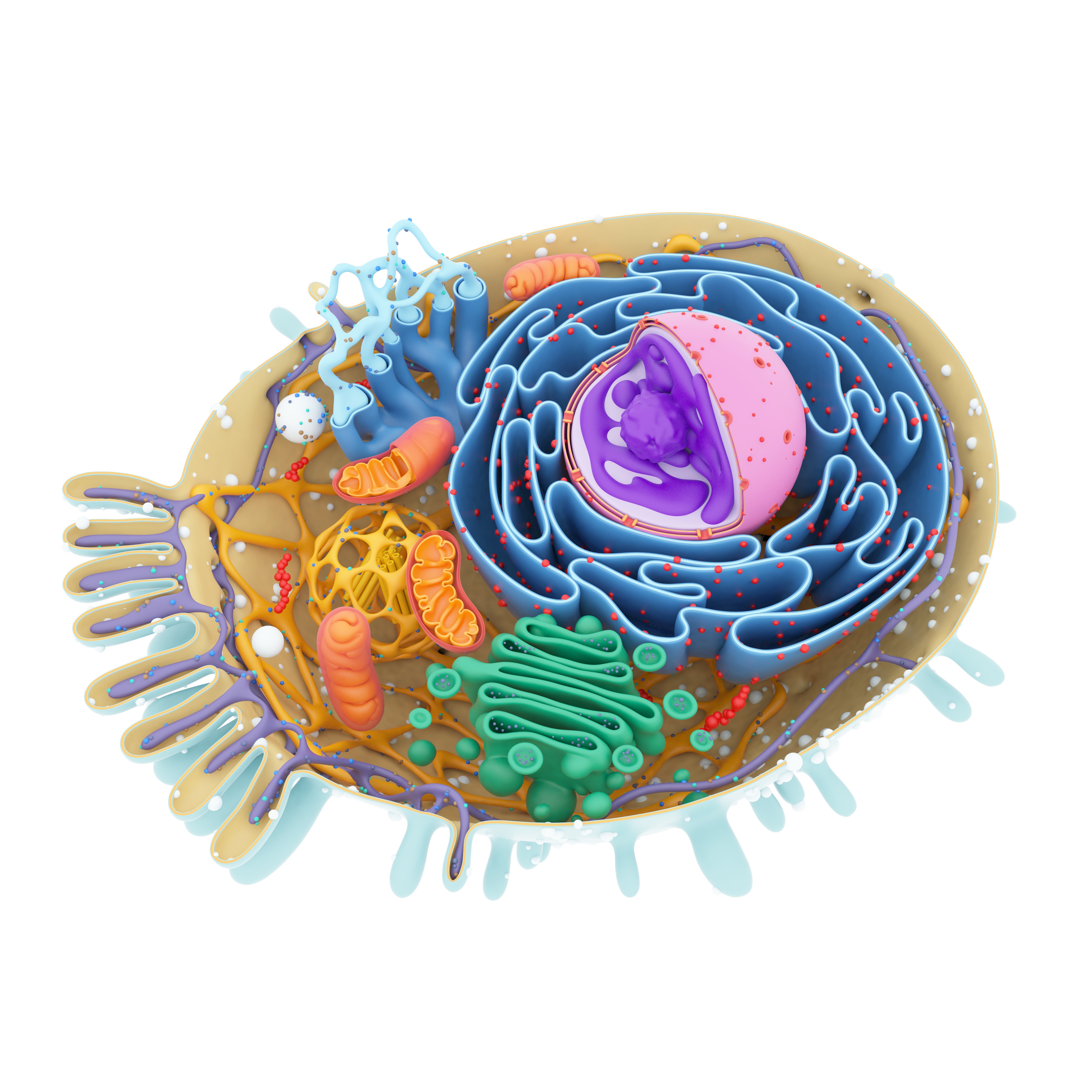 What Is An Organelle In A Cell