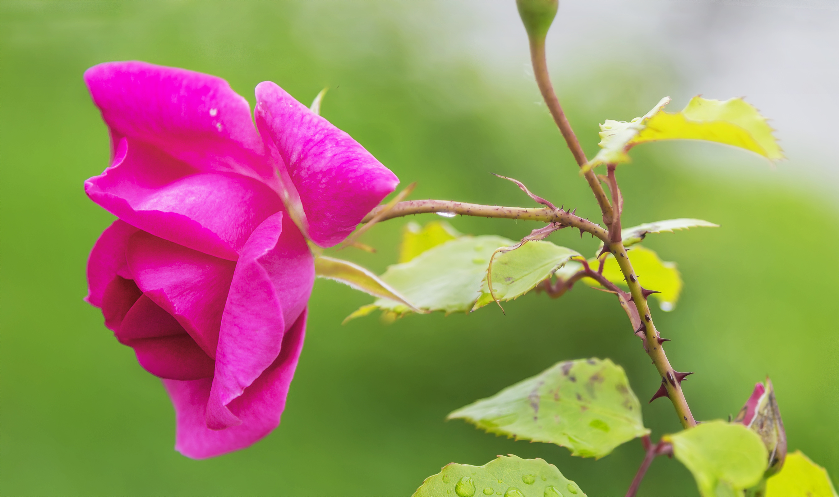 These Roses Have Thorns Telegraph