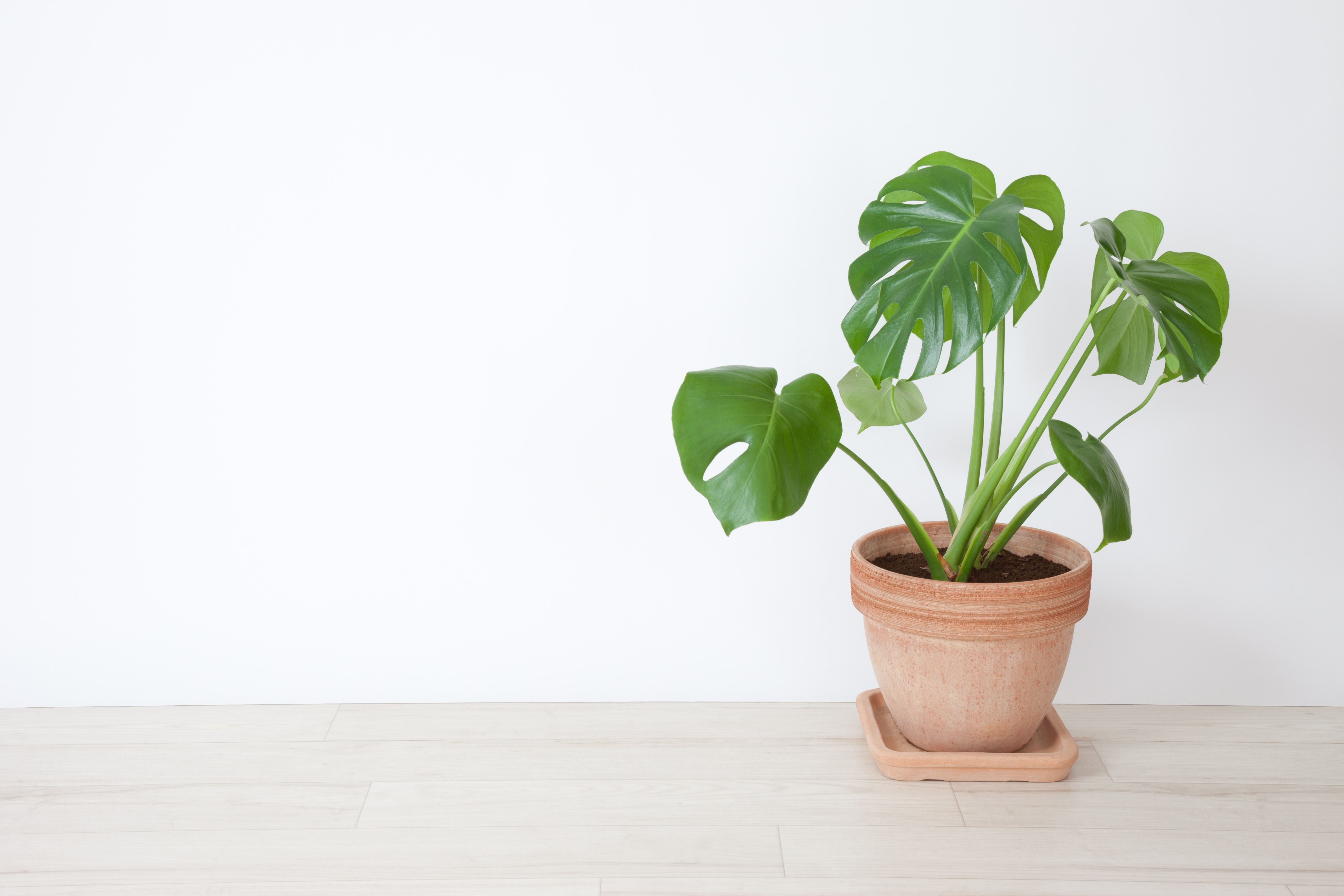 split leaf philodendron roots