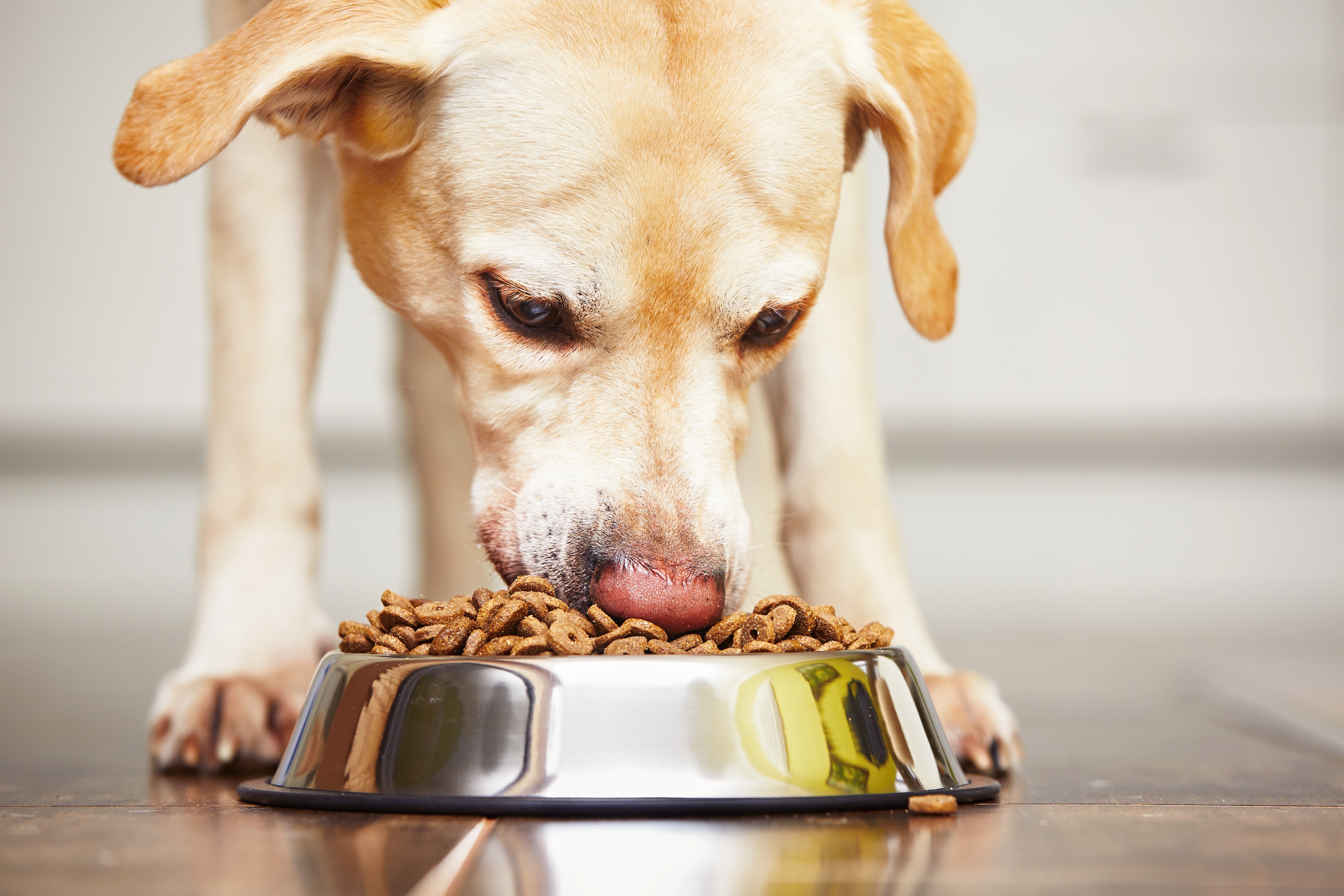 how long should dogs take heartworm medicine