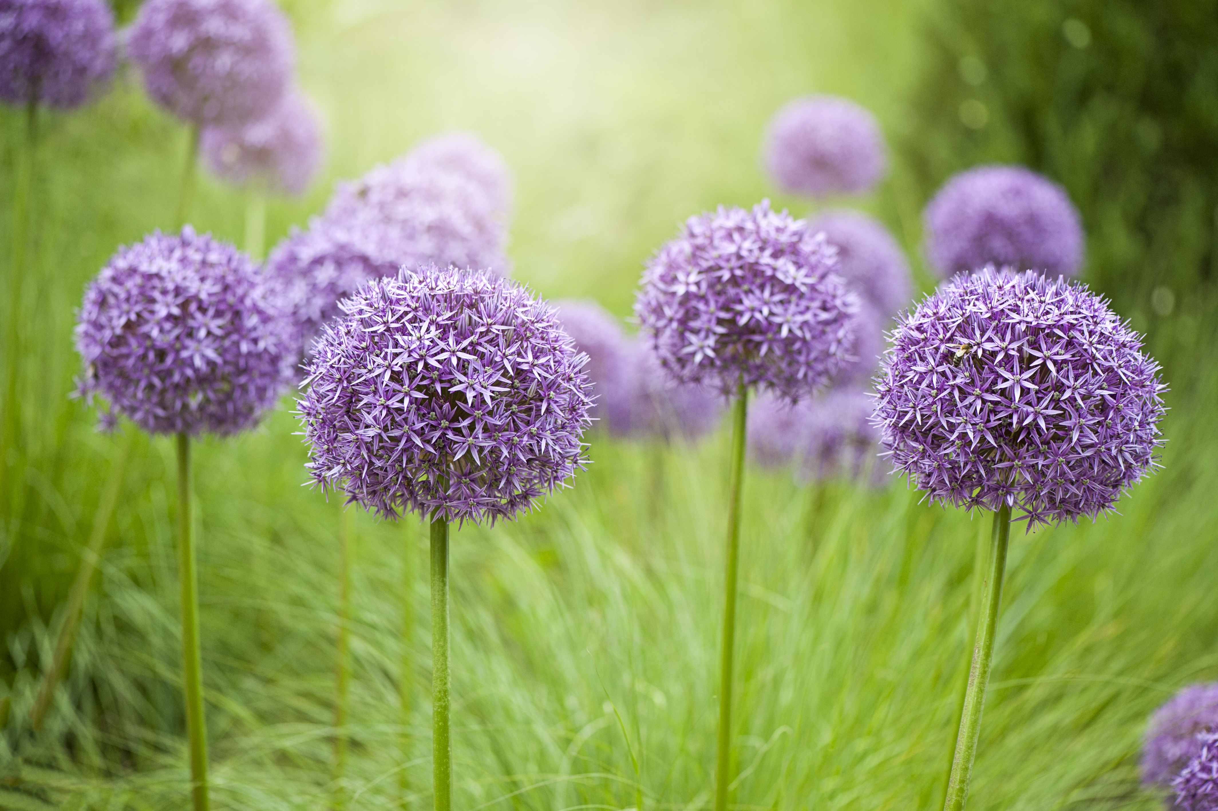 are alliums poisonous to dogs