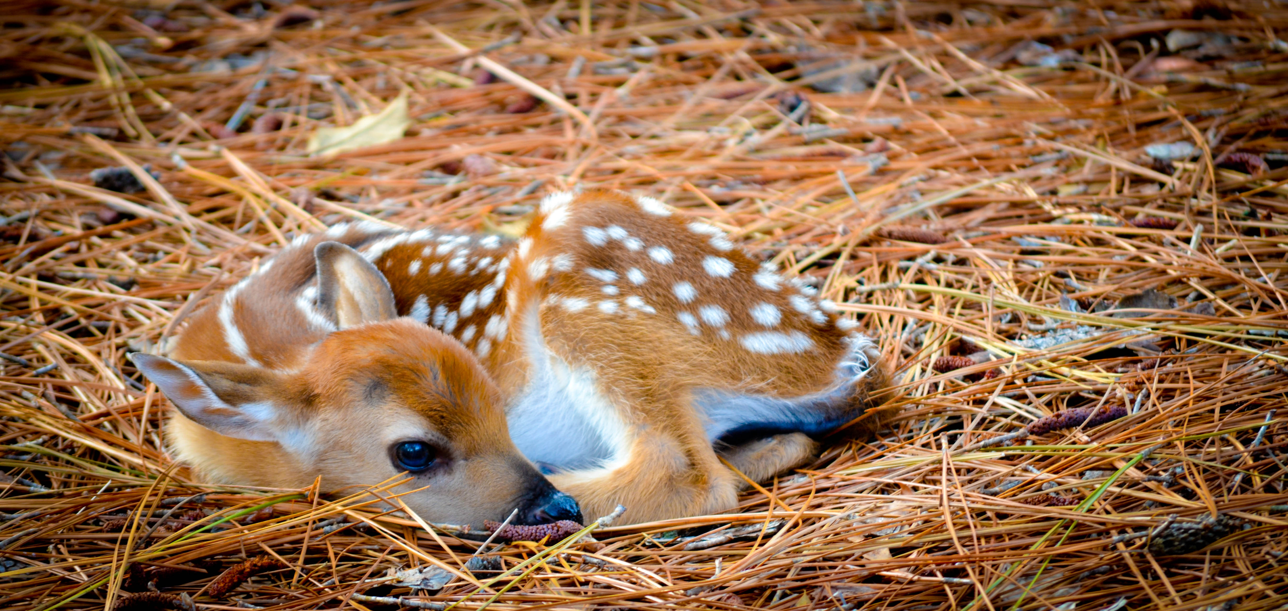 whats a baby deer called