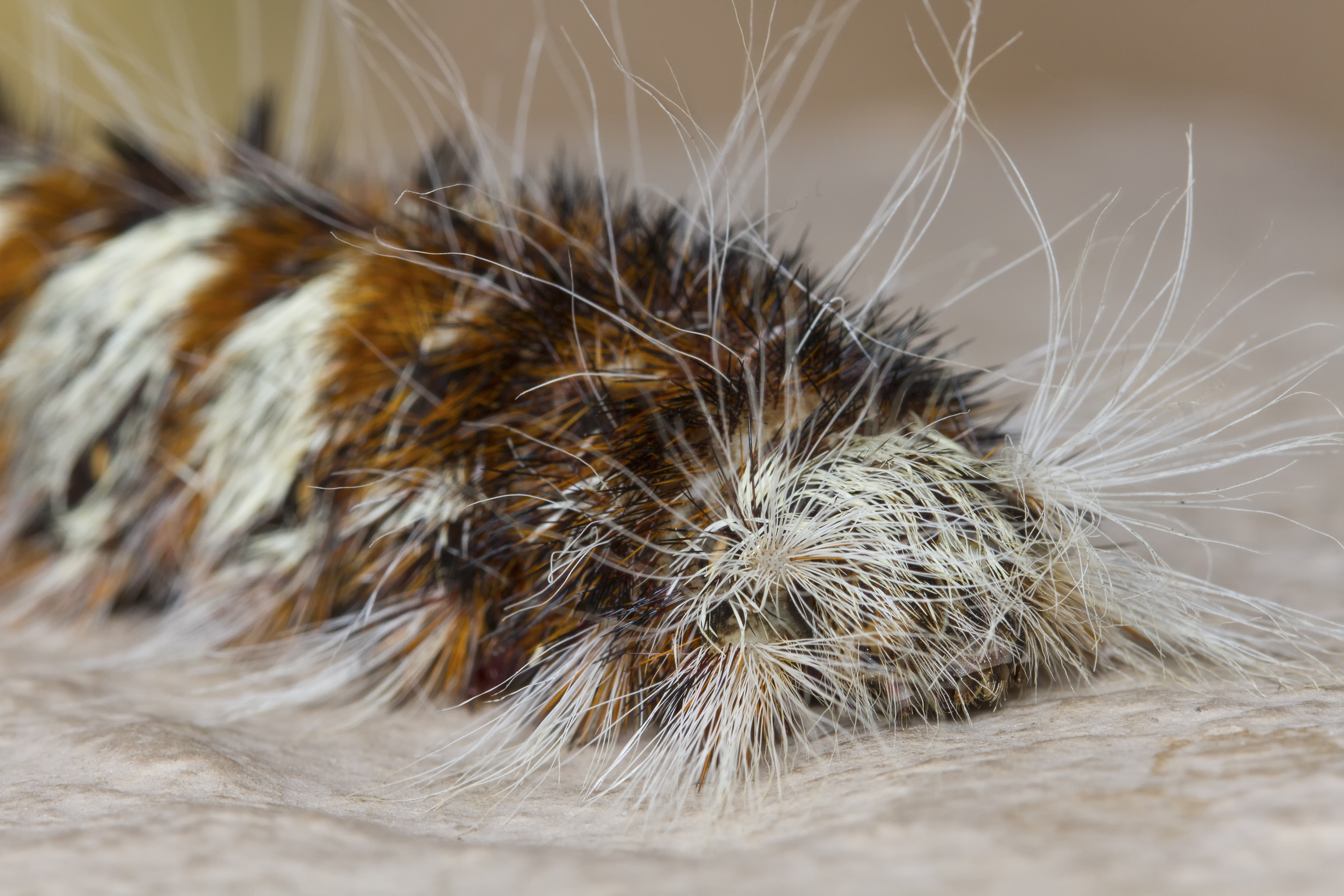 fuzzy brown caterpillar identification