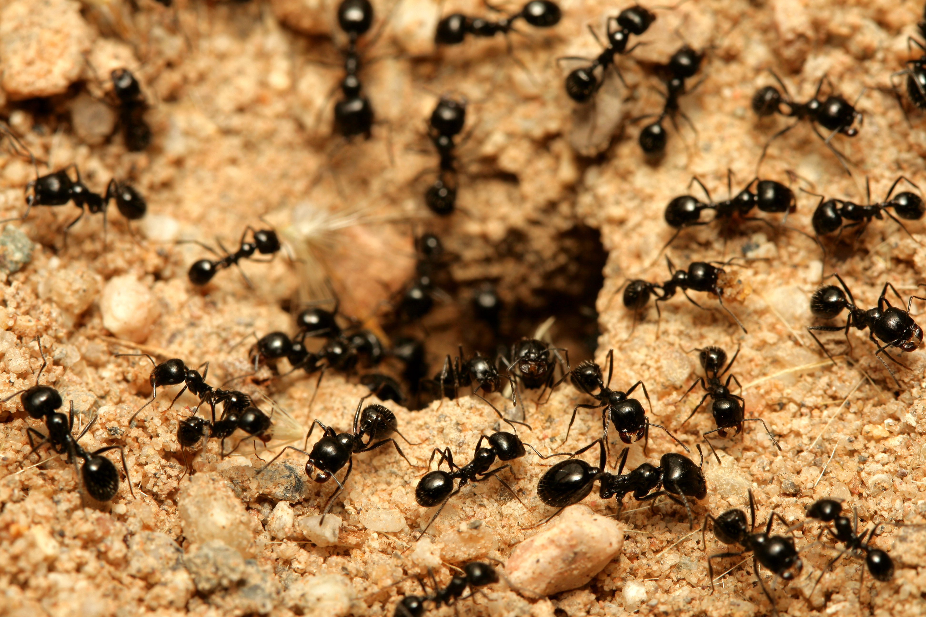 Honeypot Ants' Honey Can Kill Pathogenic Bacteria But Leave Others