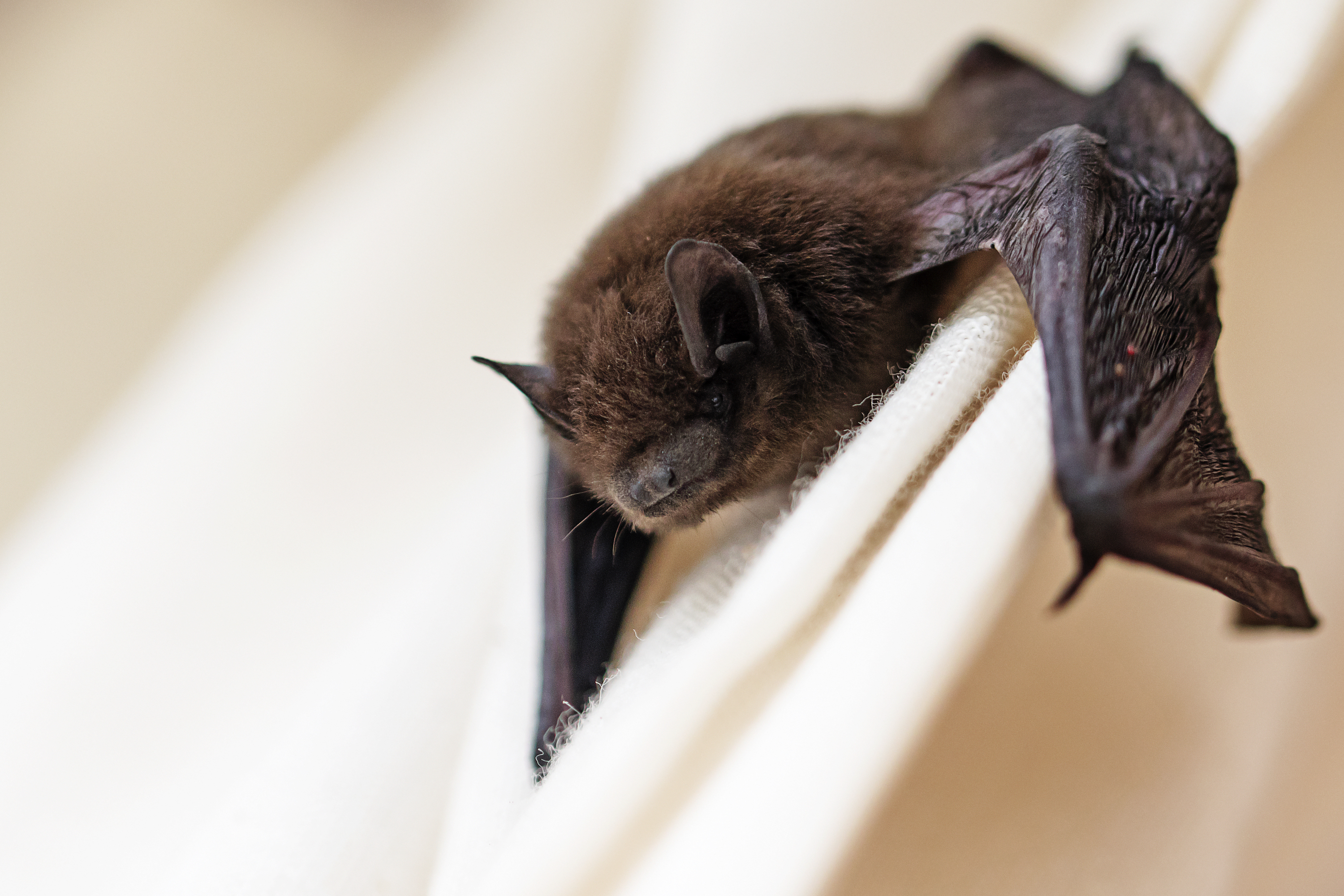 How To Get Rid Of Bats In My Basement