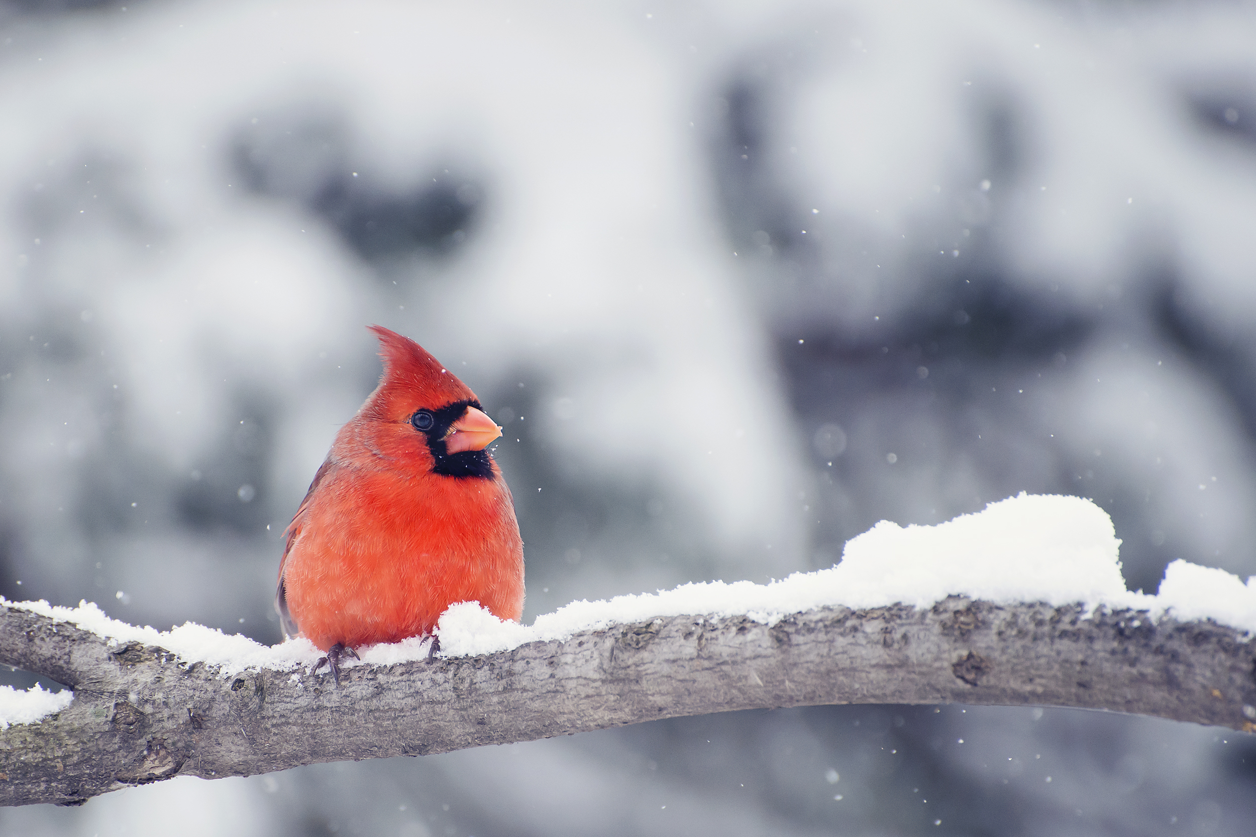 Pair of red birds Northern Cardinals in spring nature. Pastel