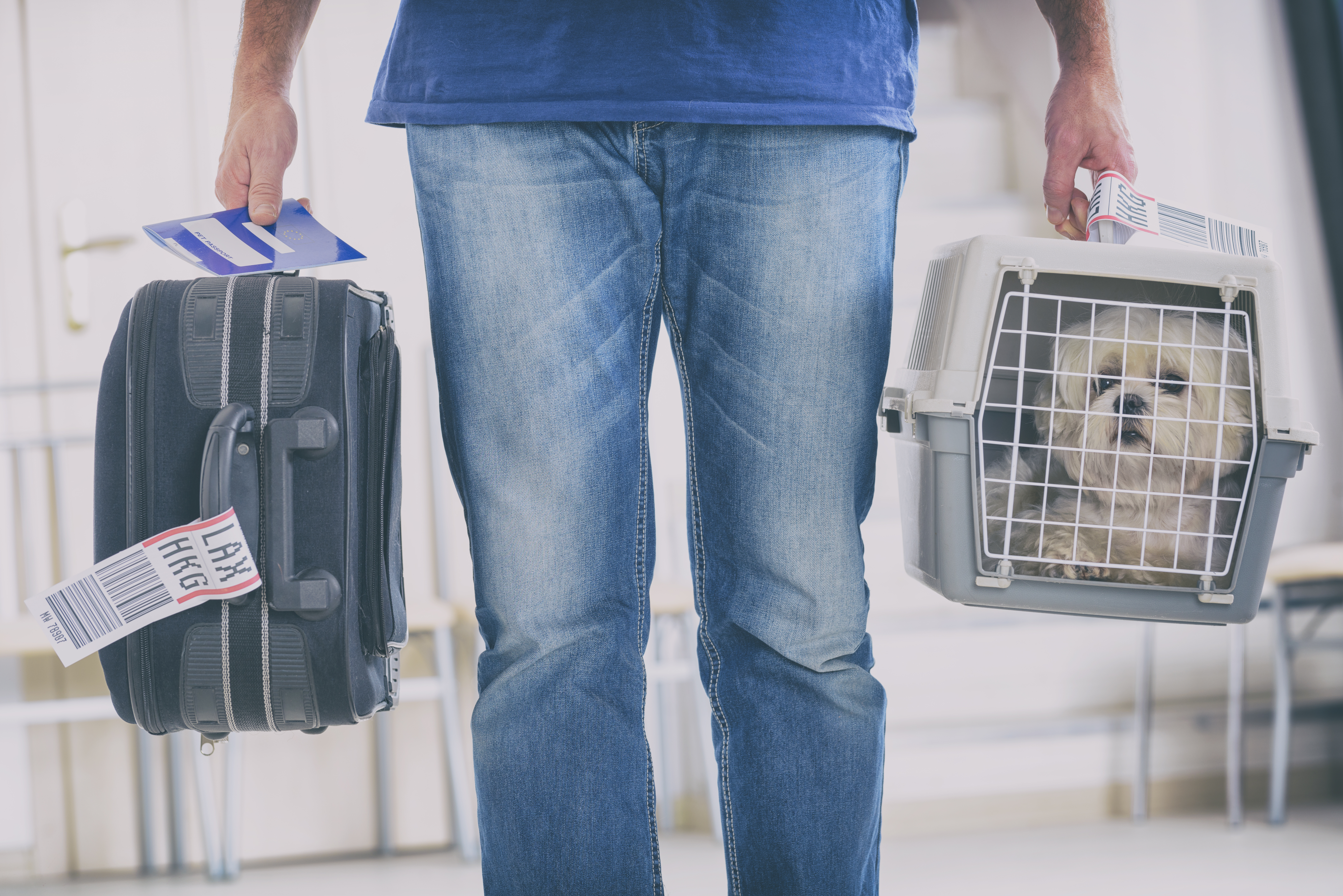 Airline Requirements For A Pet Carrier