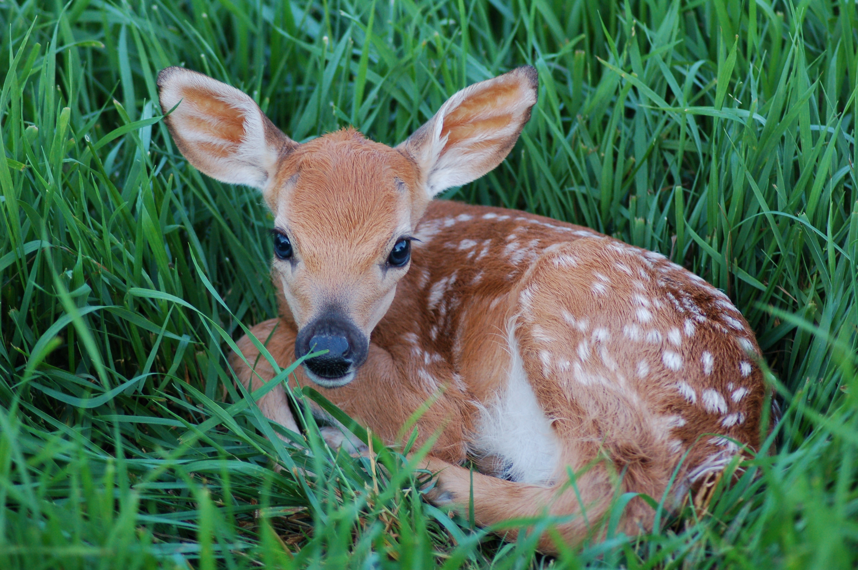 whats a baby deer called