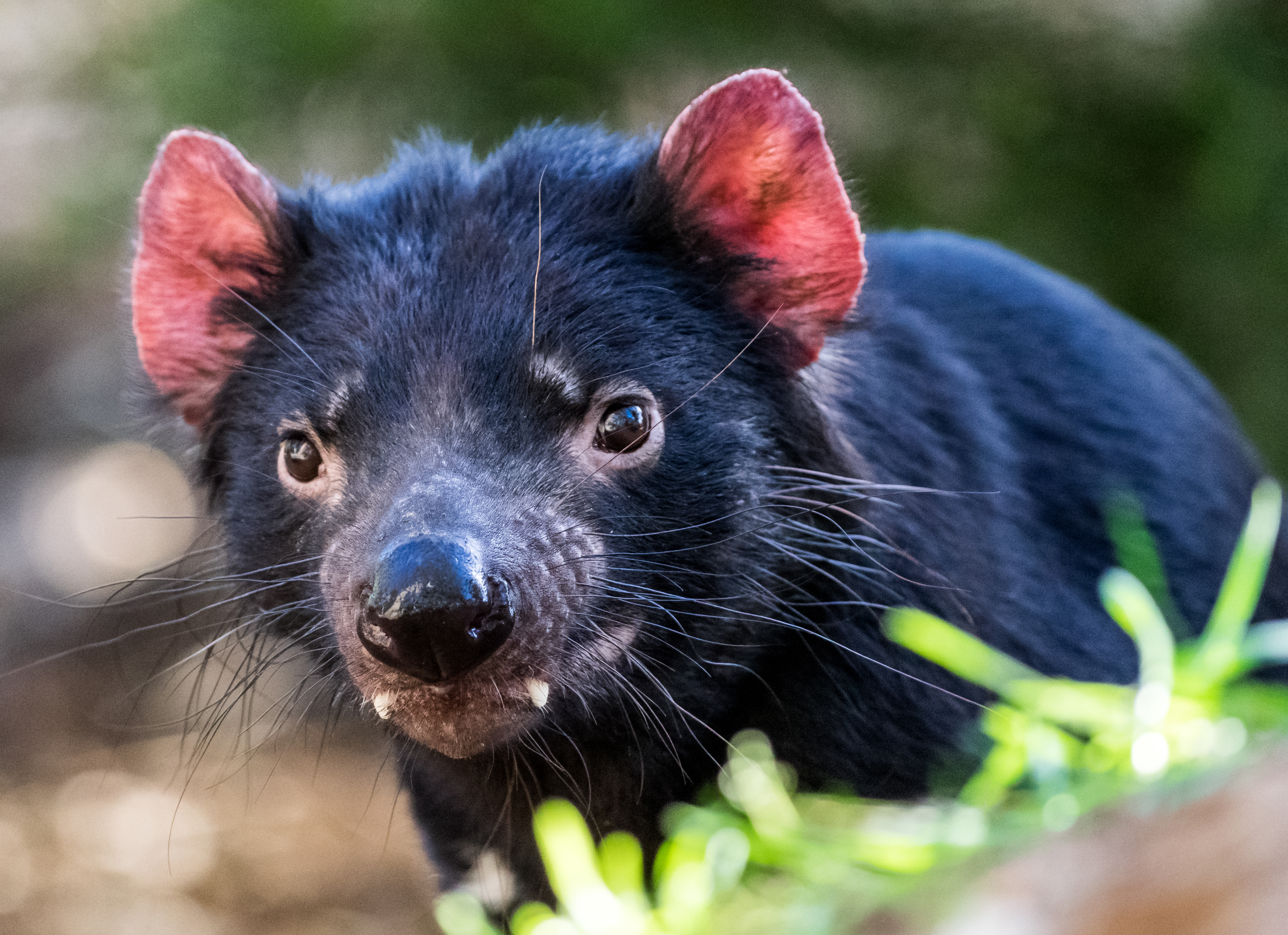 WHAT DO TASMANIAN DEVILS EAT? 