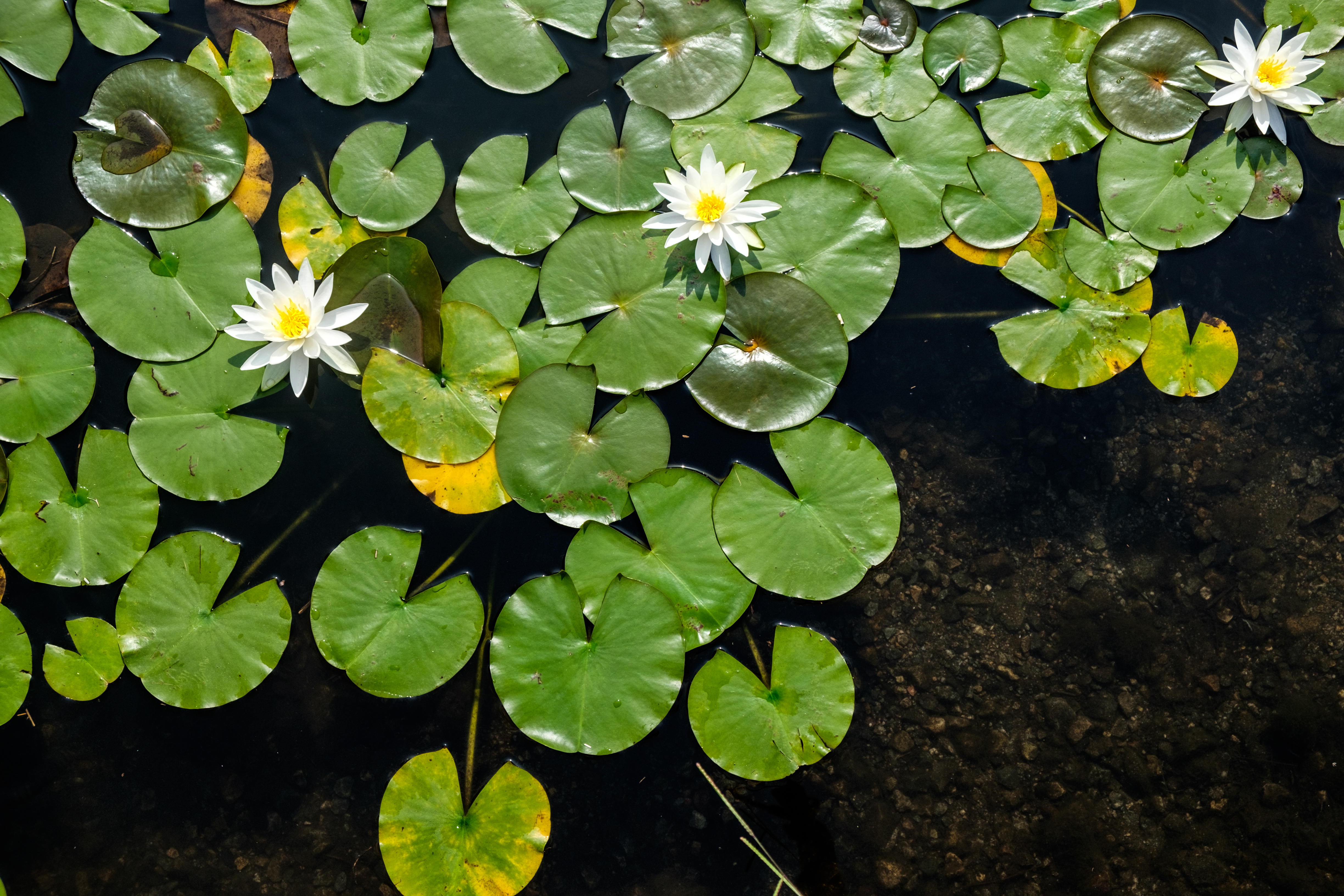 examples of terrestrial plants names