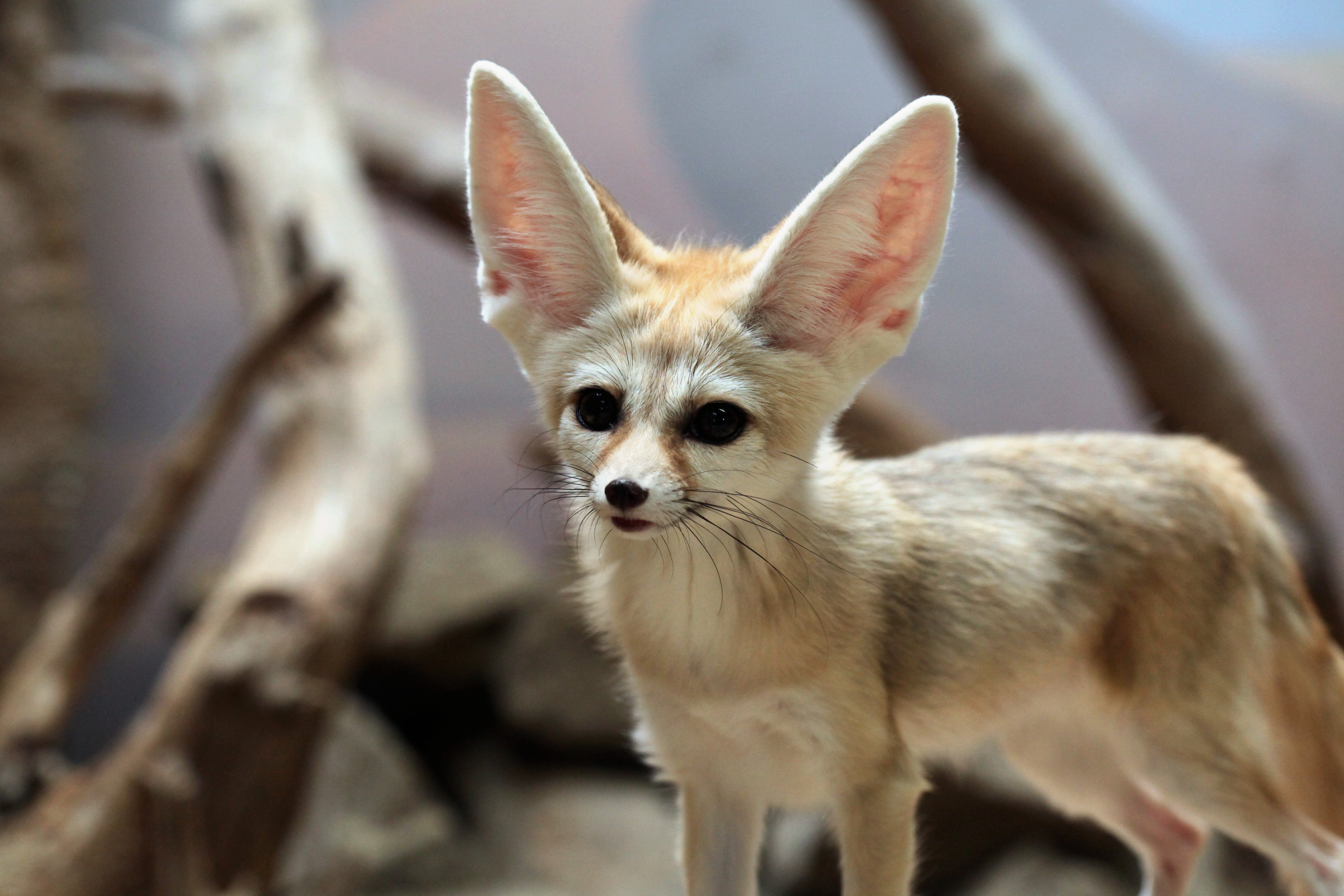 desert animals with information