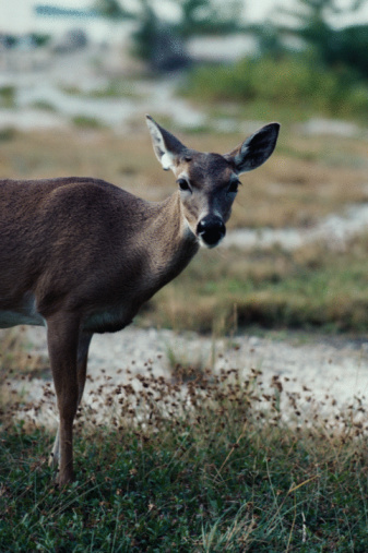 How To Build A Squirrel Proof Deer Feeder