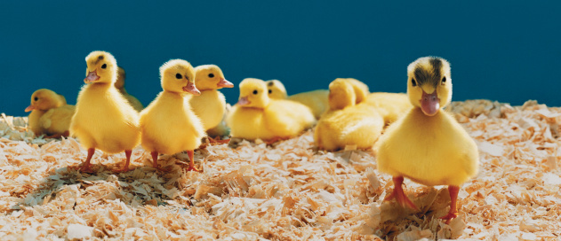 How To Identify Duckling Breeds Animals Mom Com