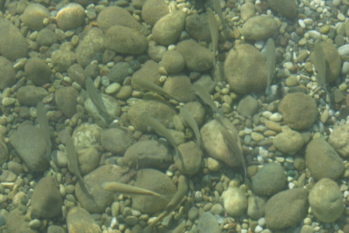 Raising minnows for profit Clearance