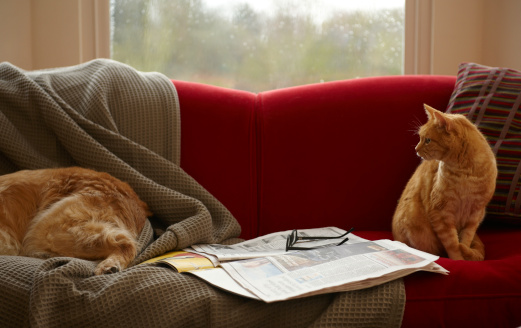 How To Get Cat Urine Odor Off A Microfiber Couch Hunker