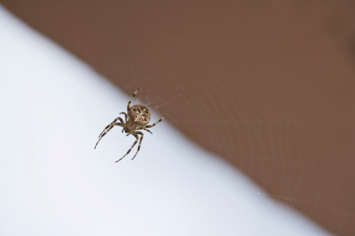 How To Find A Spider Nest When You Have Baby Spiders In The House Homesteady