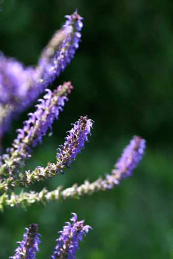 What Are The Health Benefits Of Lilac
