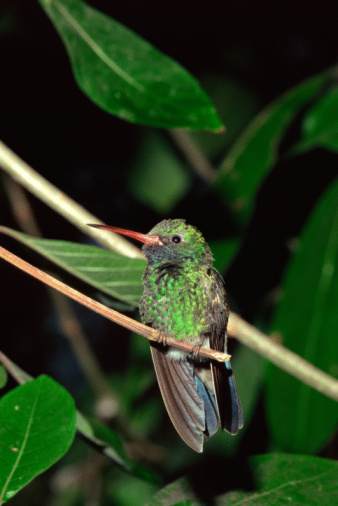 When To Put Out A Hummingbird Feeder In Northern Alabama Homesteady