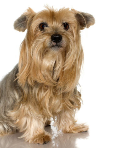 How To Get Tangles Out Of A Yorkie Dog S Hair Animals Mom Me