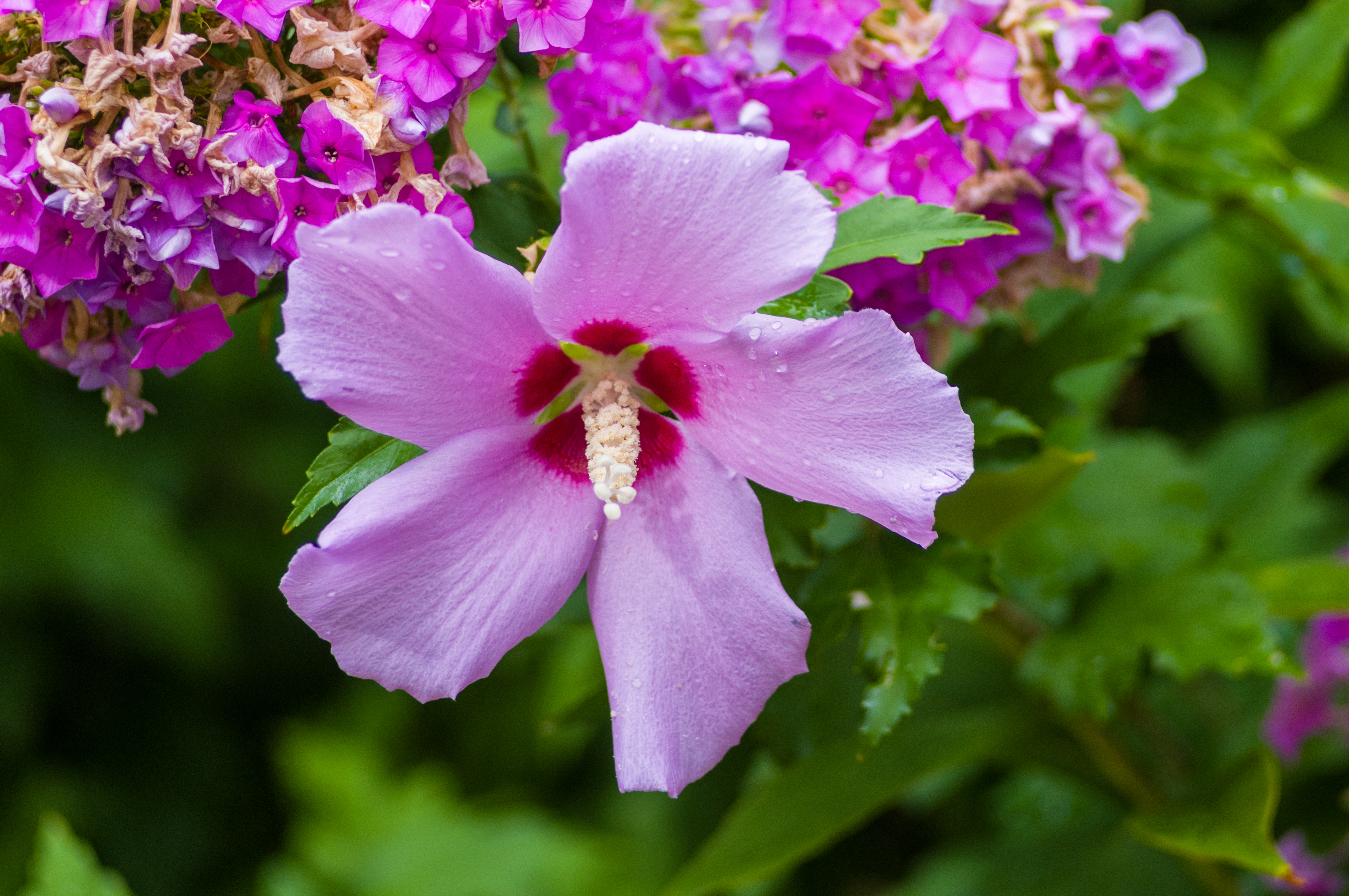 Does Hibiscus Spread?