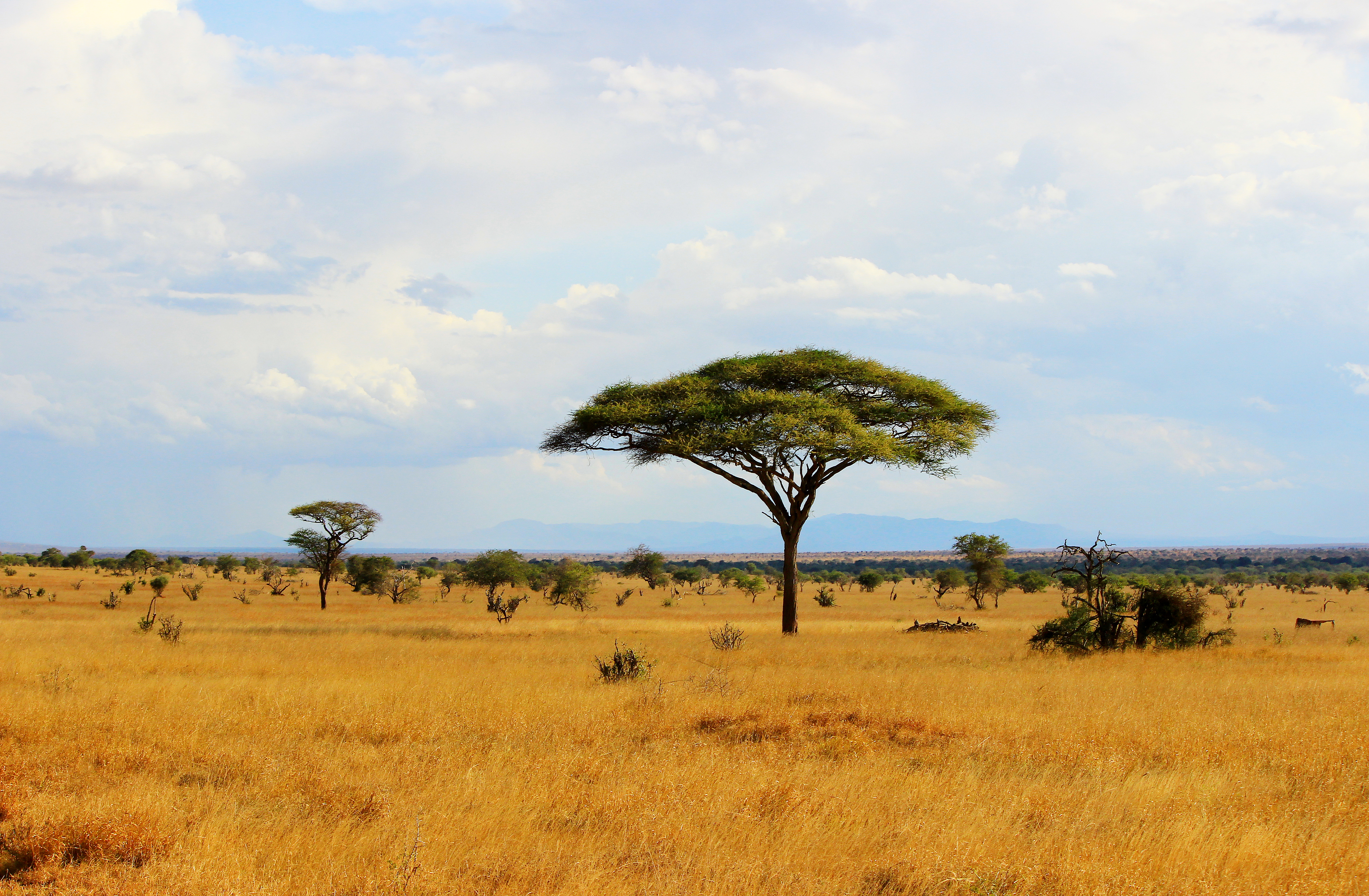 tropical grassland biome animals and plants