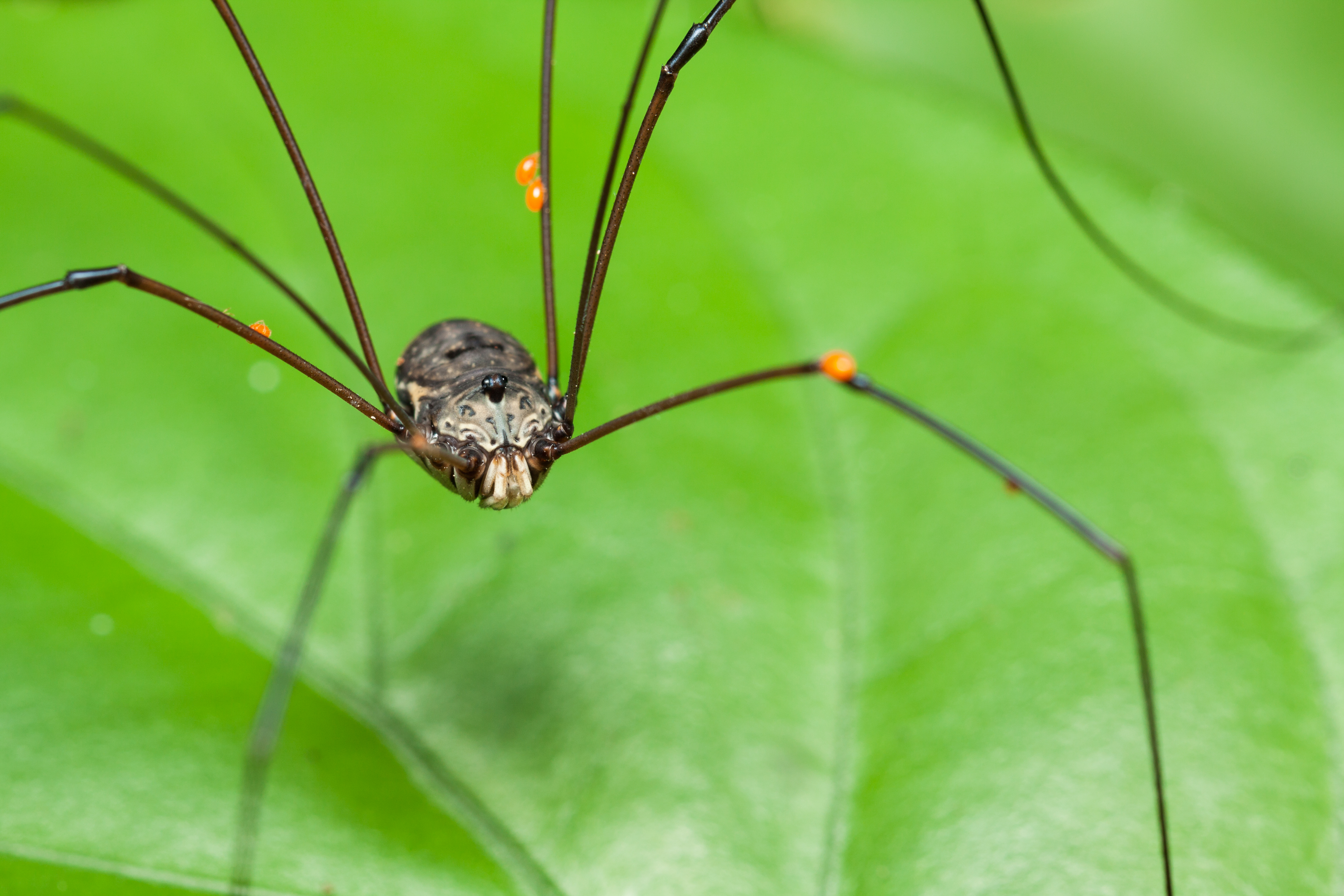 Spiders in Massachusetts