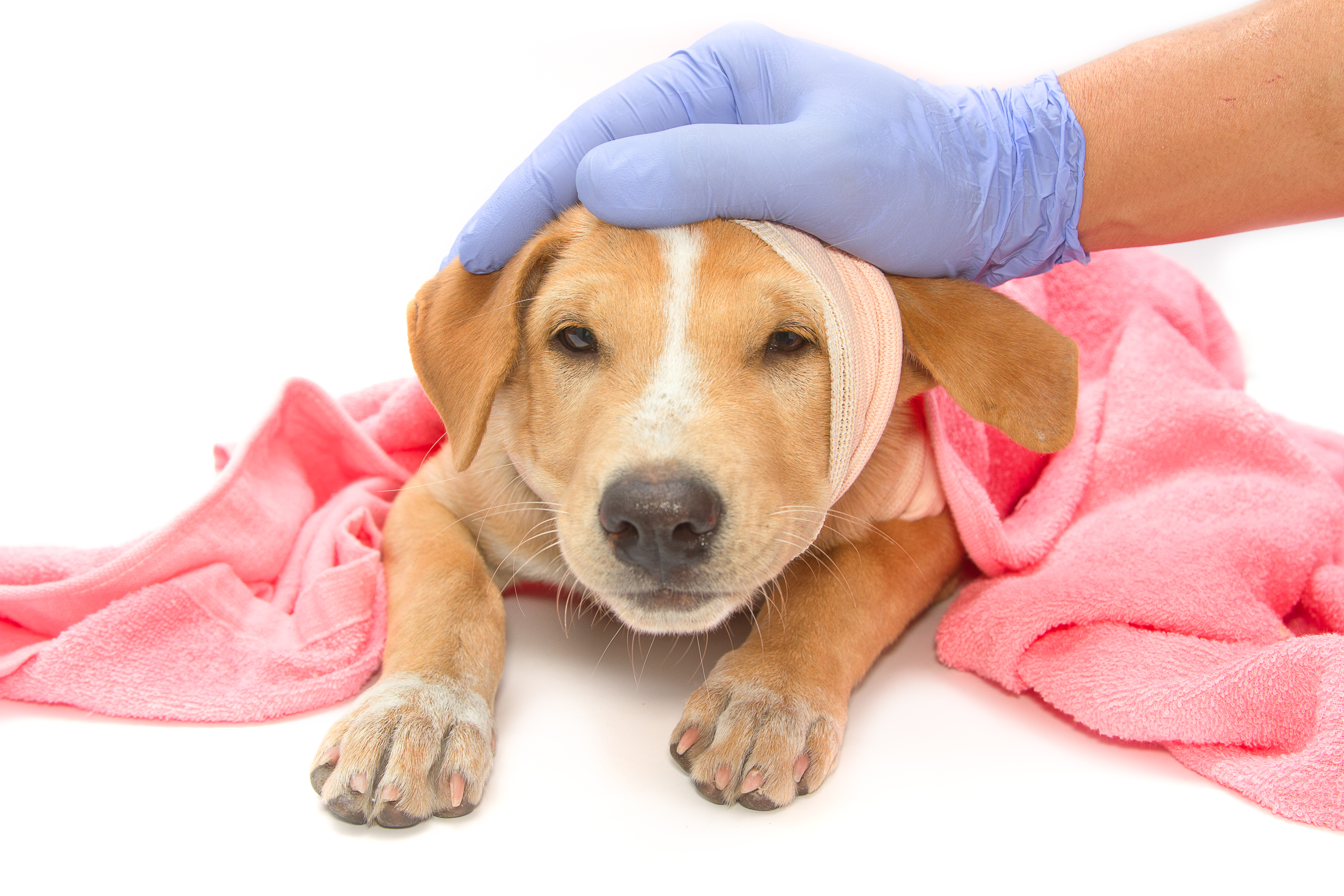 how do you treat hemorrhoids in dogs