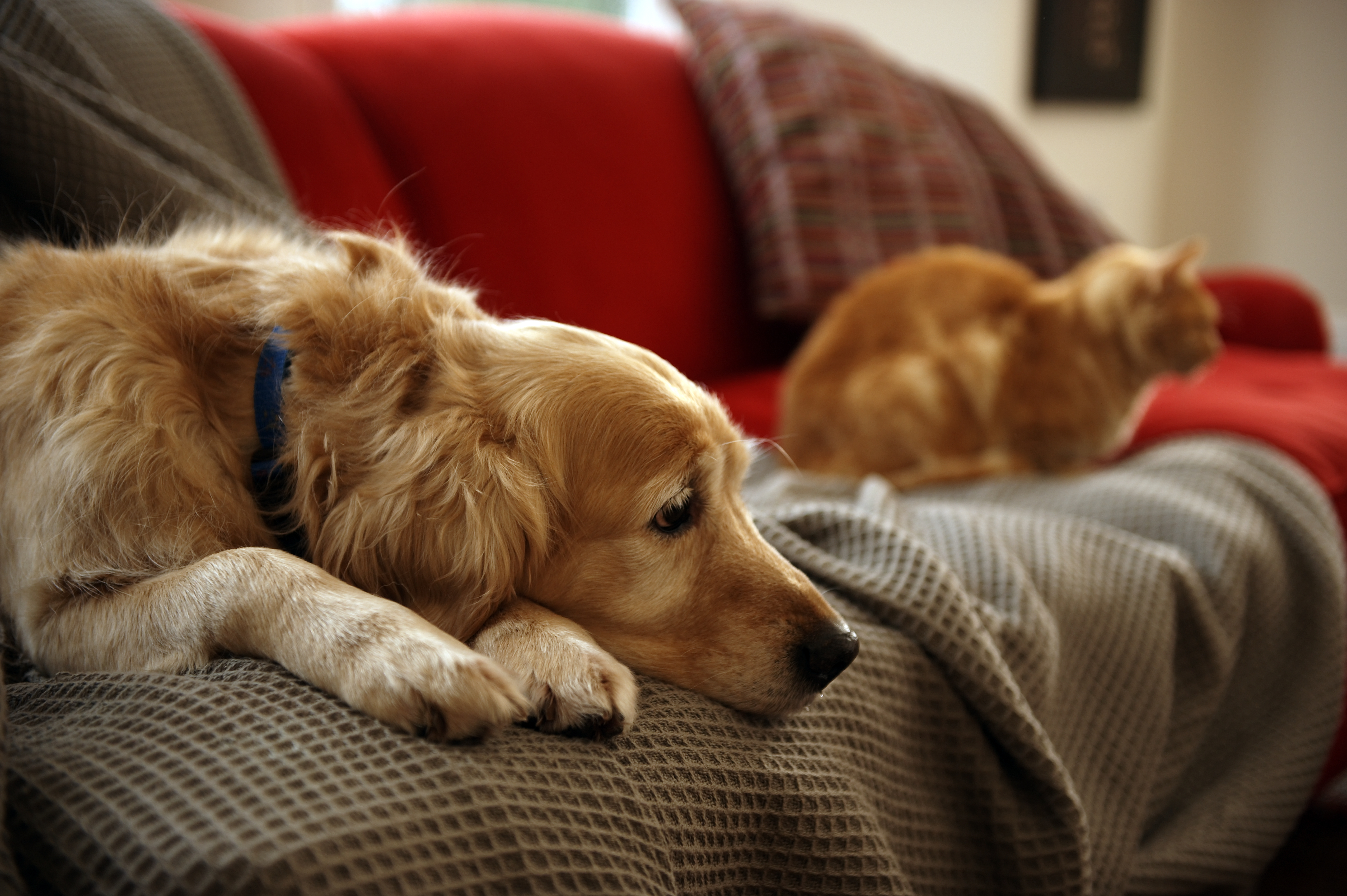 do dogs know when a cat is dying