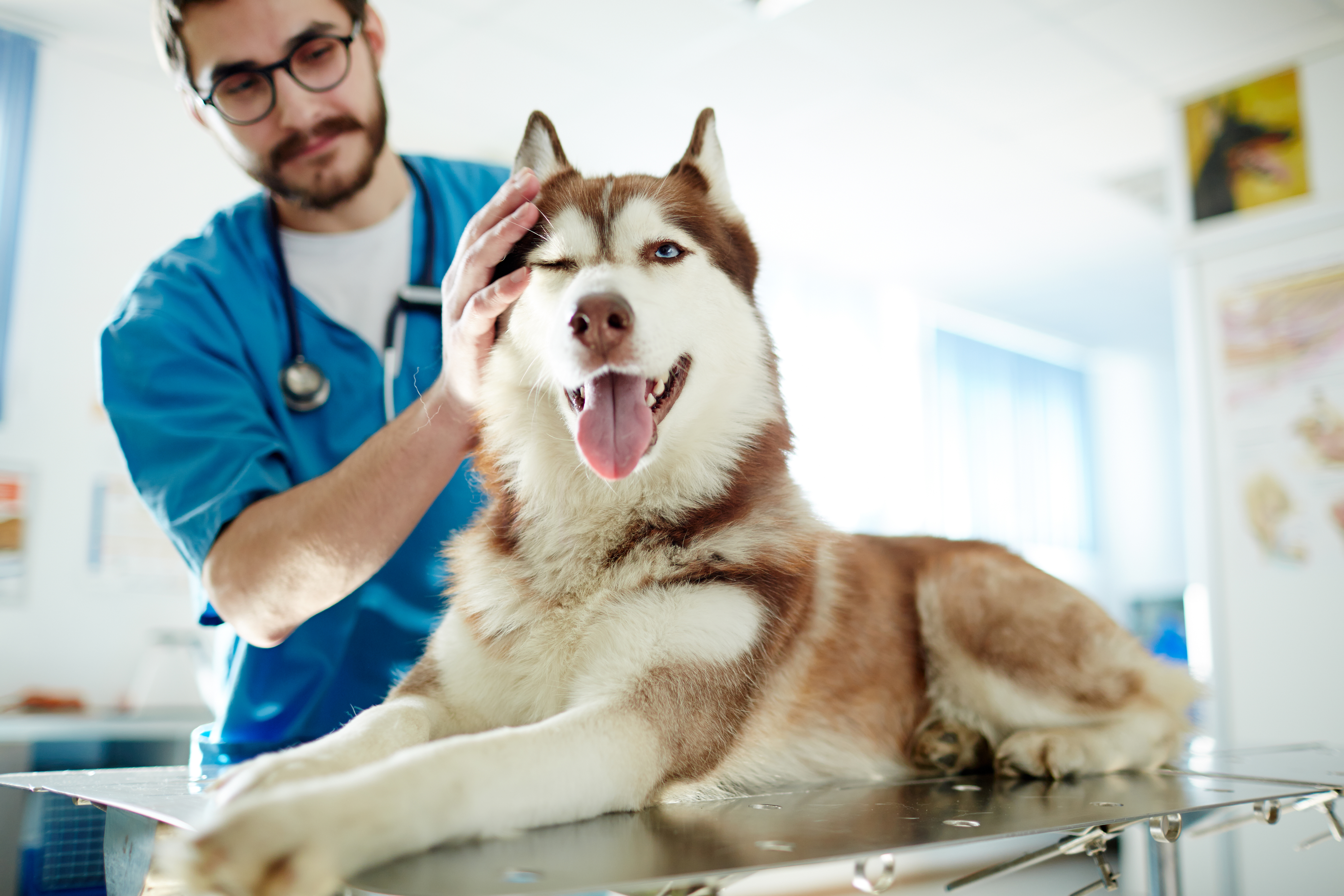 how much money does your average veterinarian make