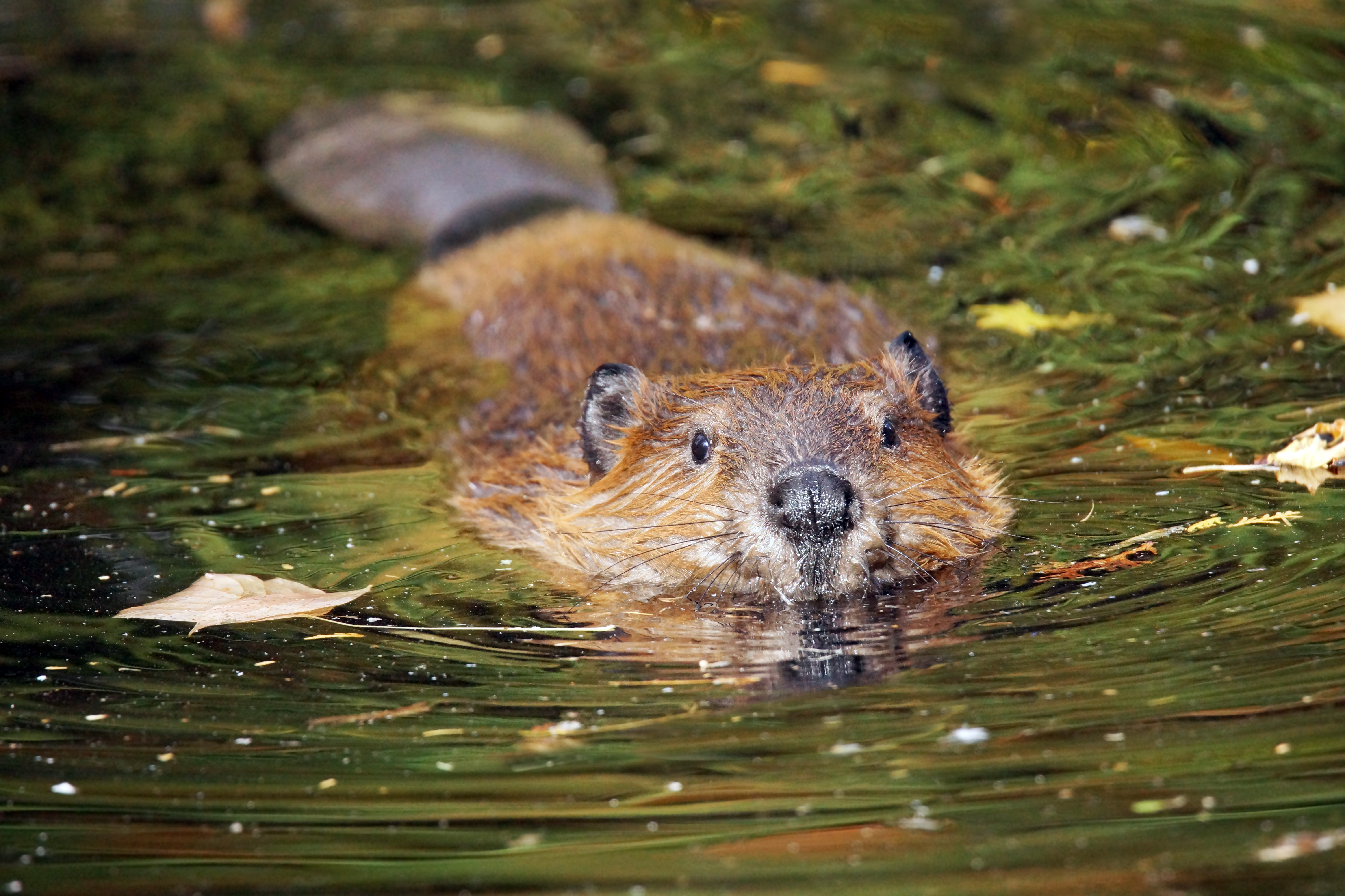 What Adaptations Do Beavers Have to Survive? | Sciencing