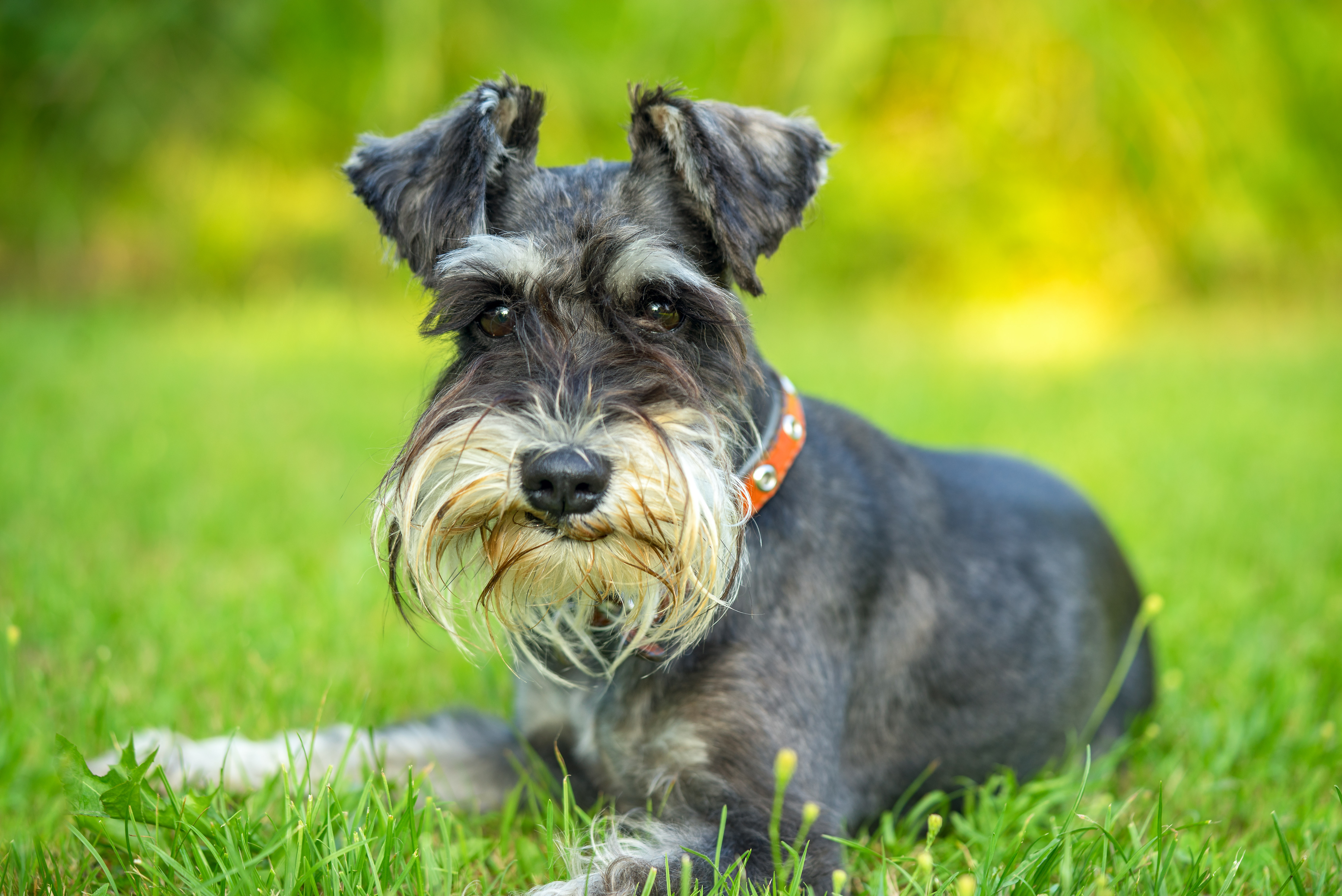 are schnauzer terriers