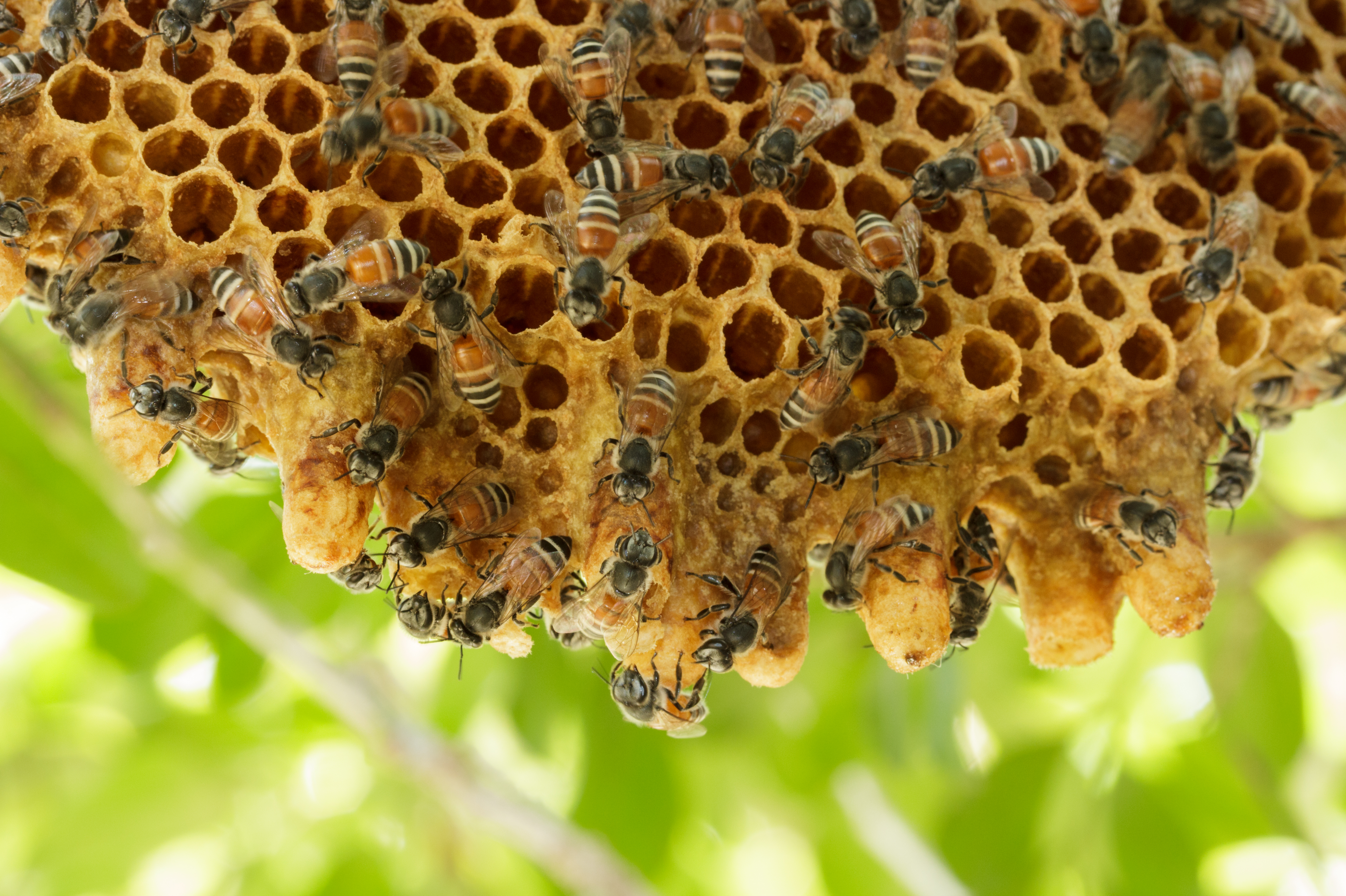 honey bee hives in trees