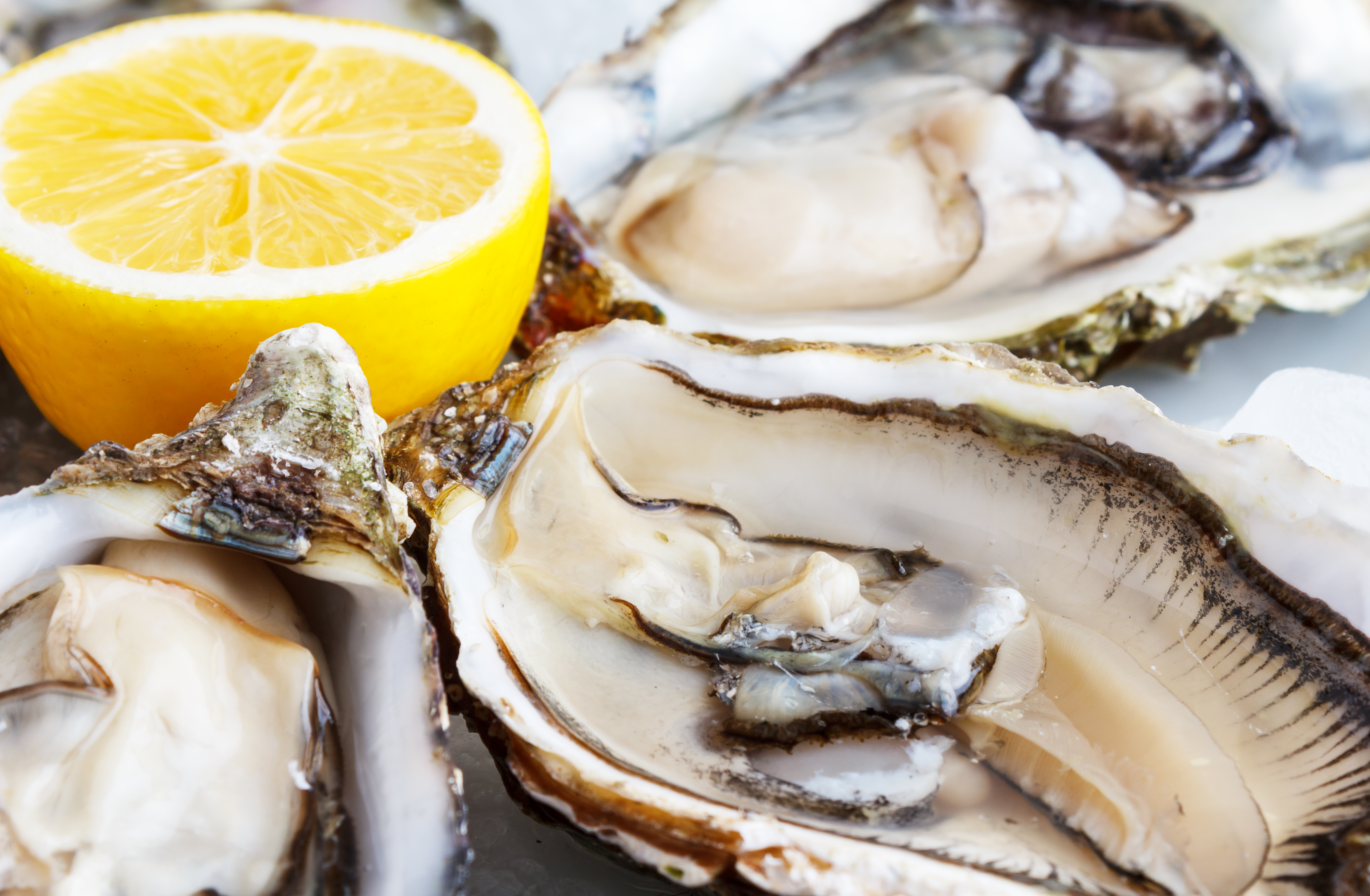 How Long Does It Take for Well-Refrigerated Oysters to Go Bad?