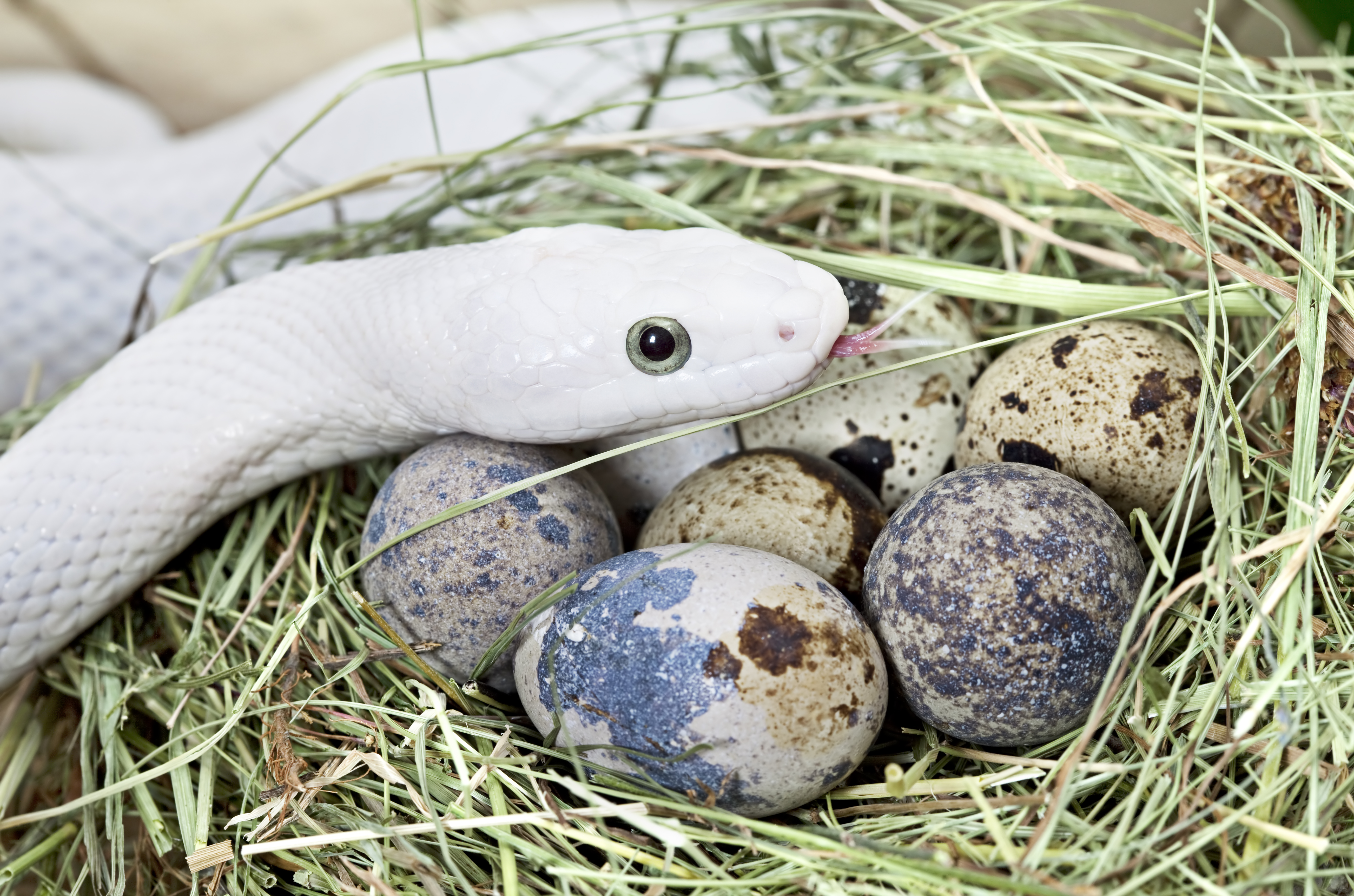 How to Identify Snakes With a Stripe Down the Center of the Back