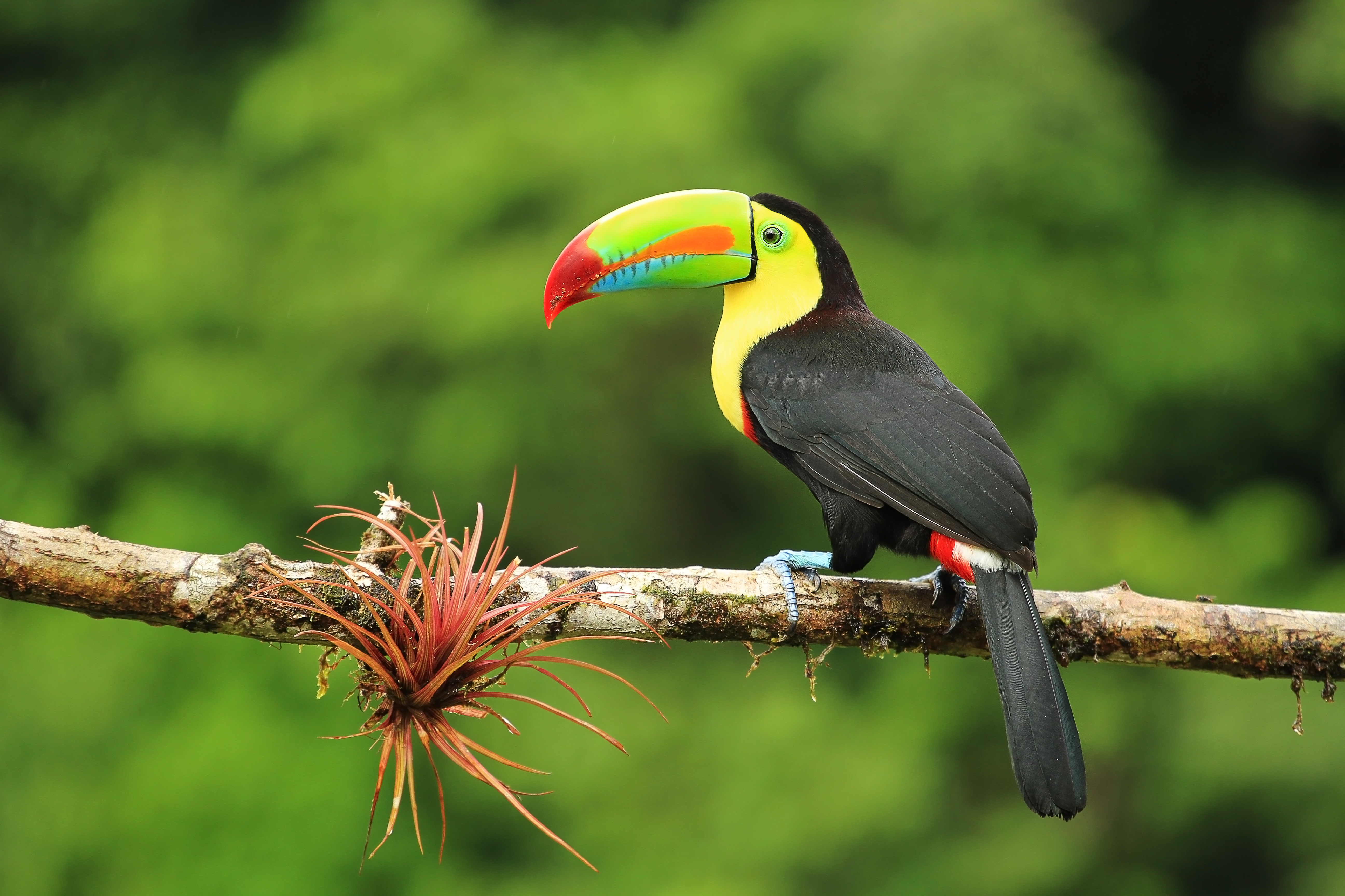 About The Rainforest Floor Animals Sciencing