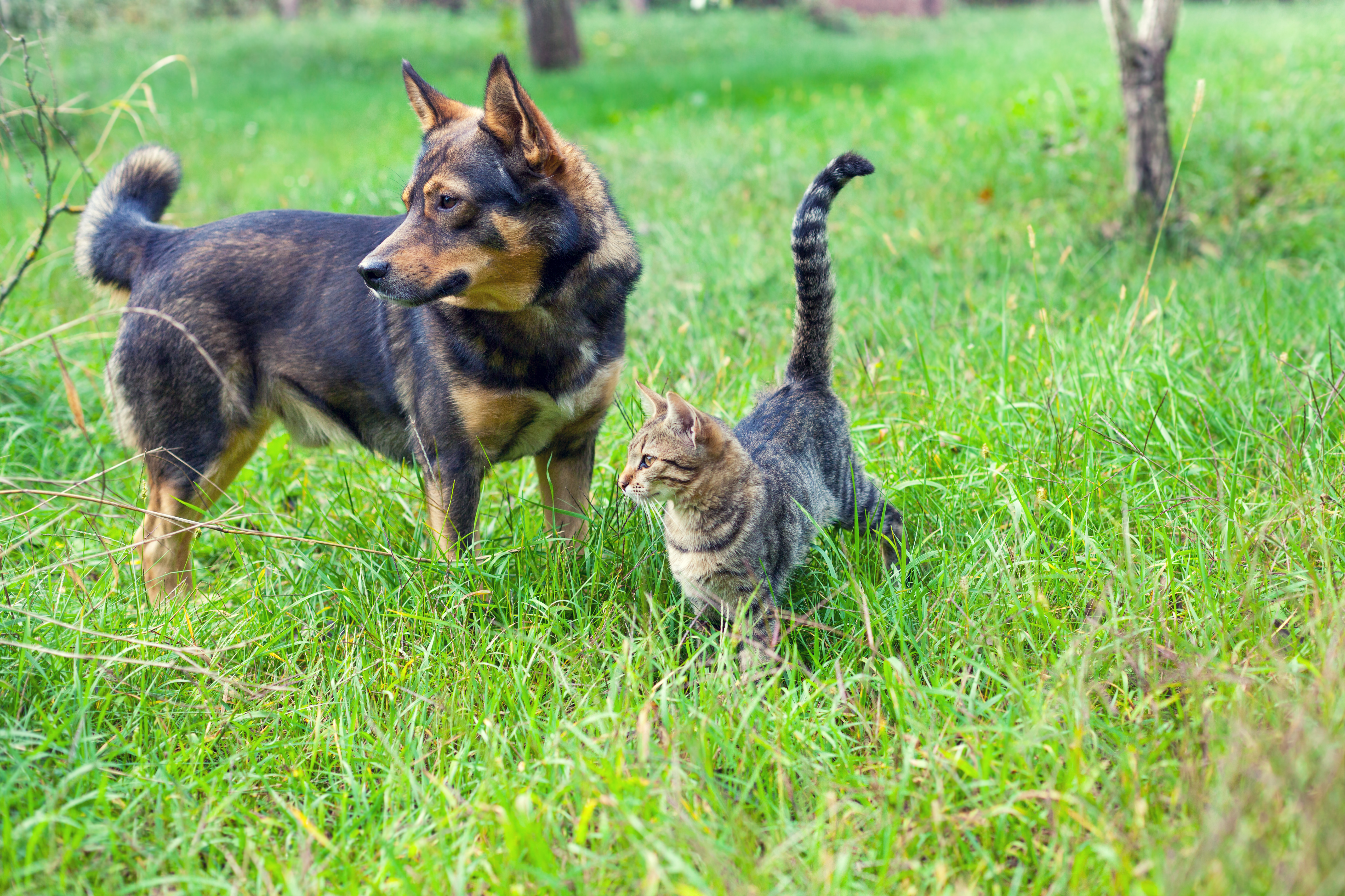 do cats grow faster than dogs