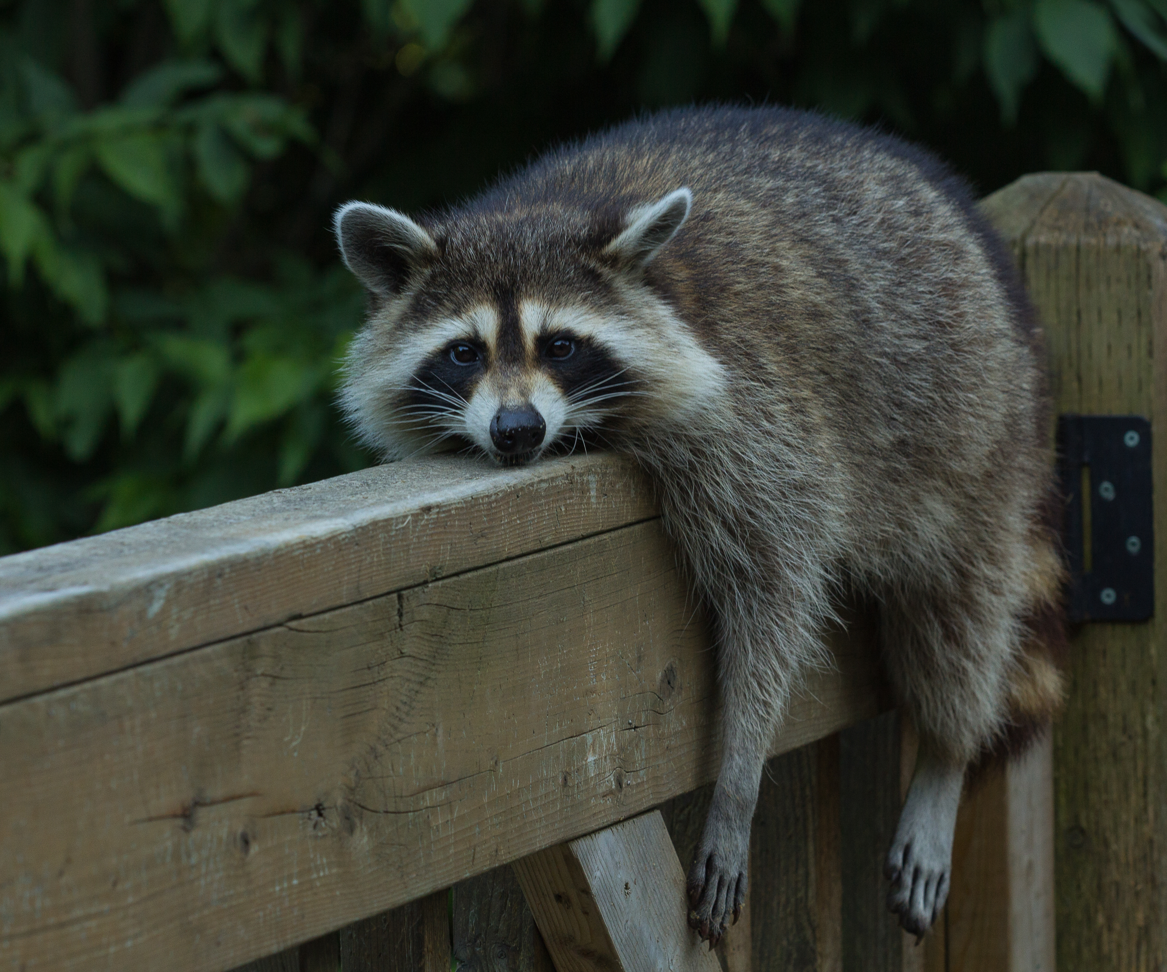 What Spices Keep Raccoons Away Home Guides Sf Gate