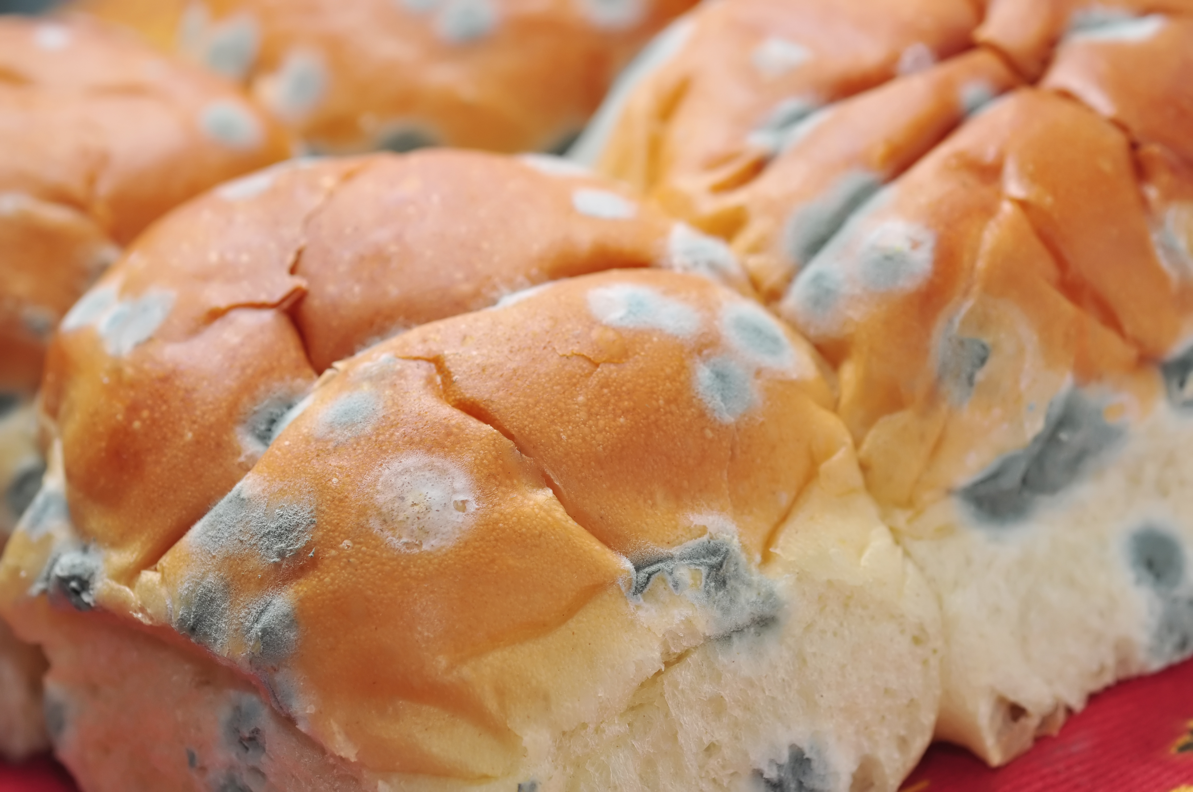 Close-up Illustration Of Bread Mold, Black Fungus Occur On Bread