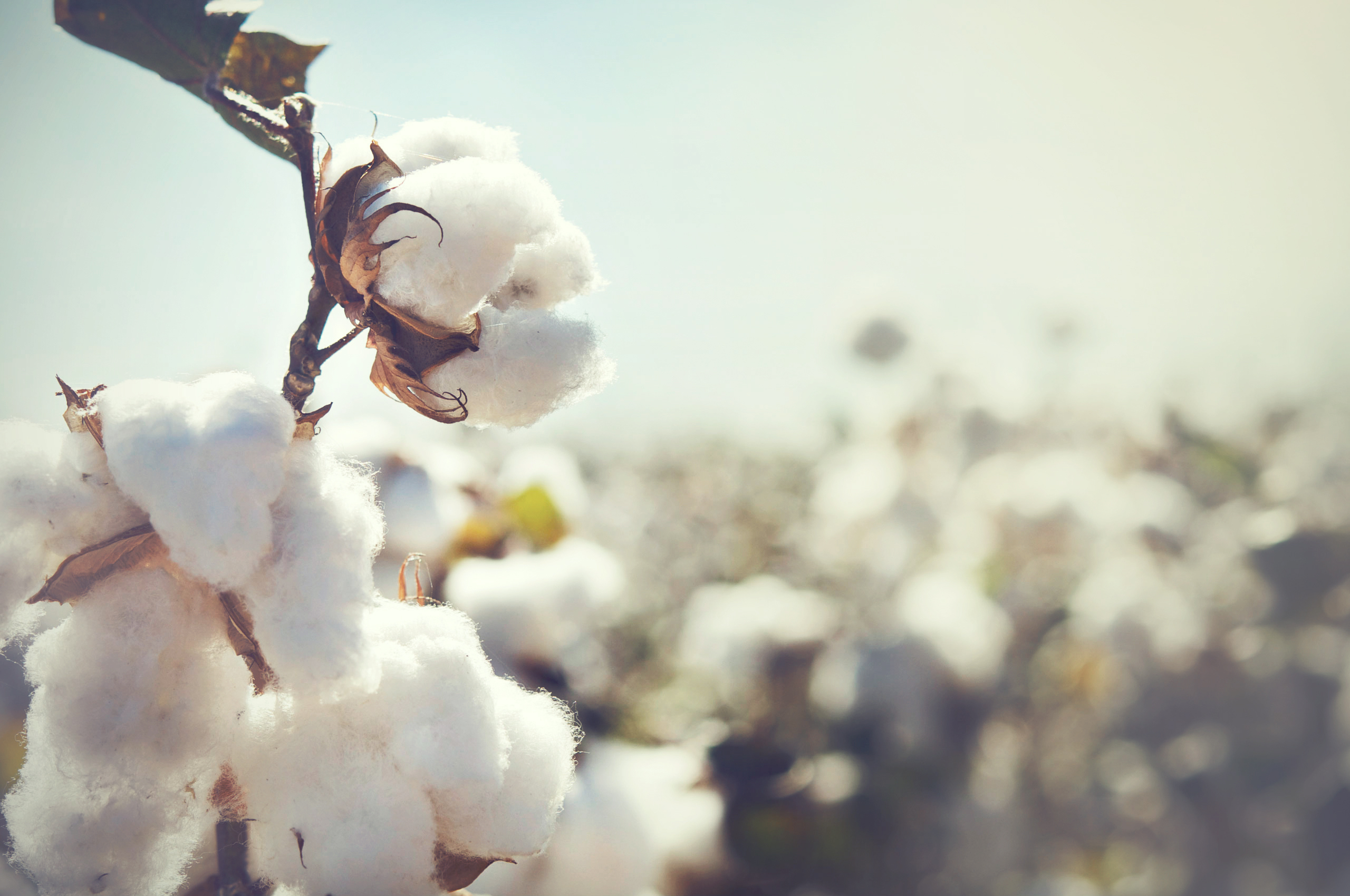 How Combed Cotton is Distinct From Cotton Fabric