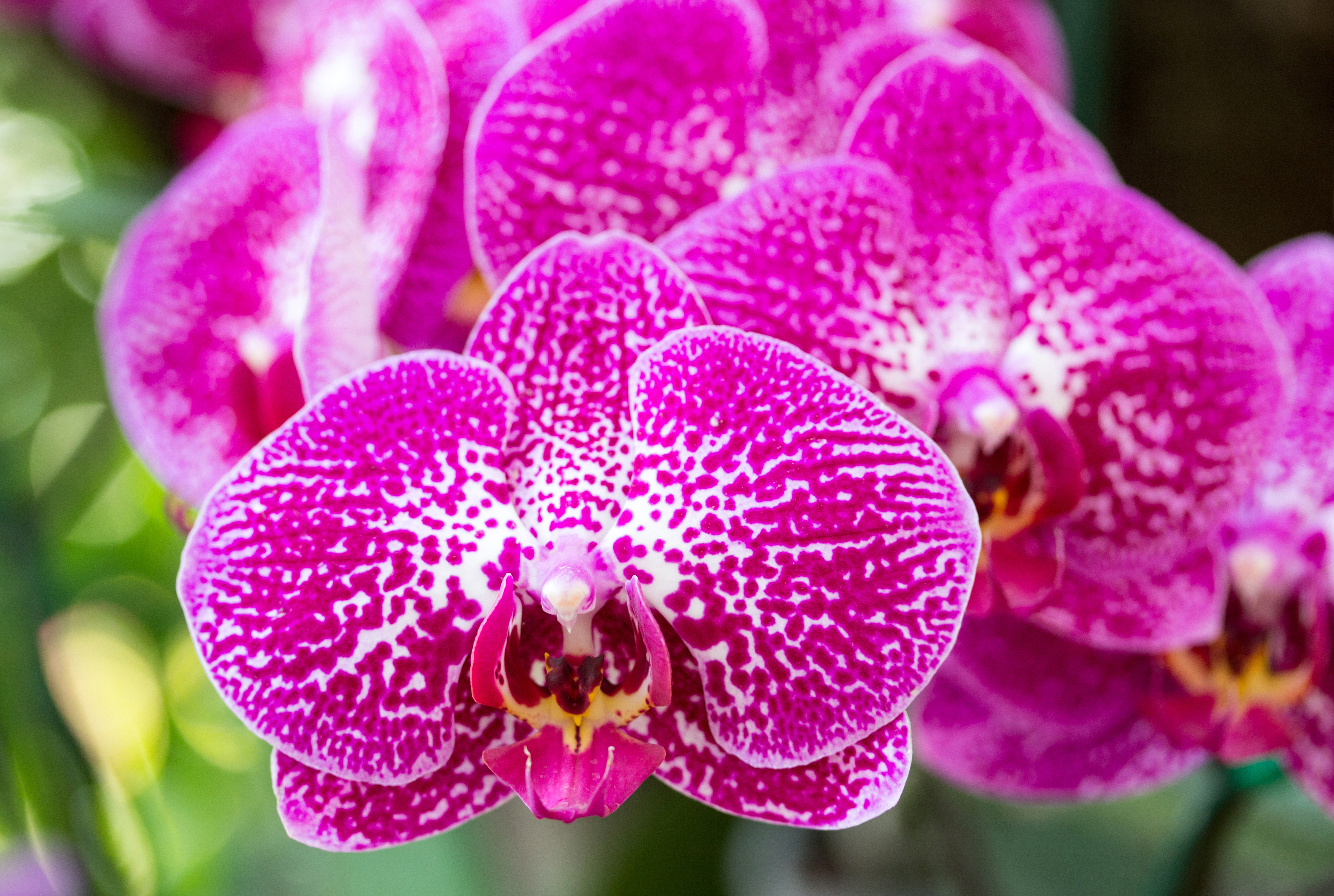 Flowers In The Amazon Rainforest