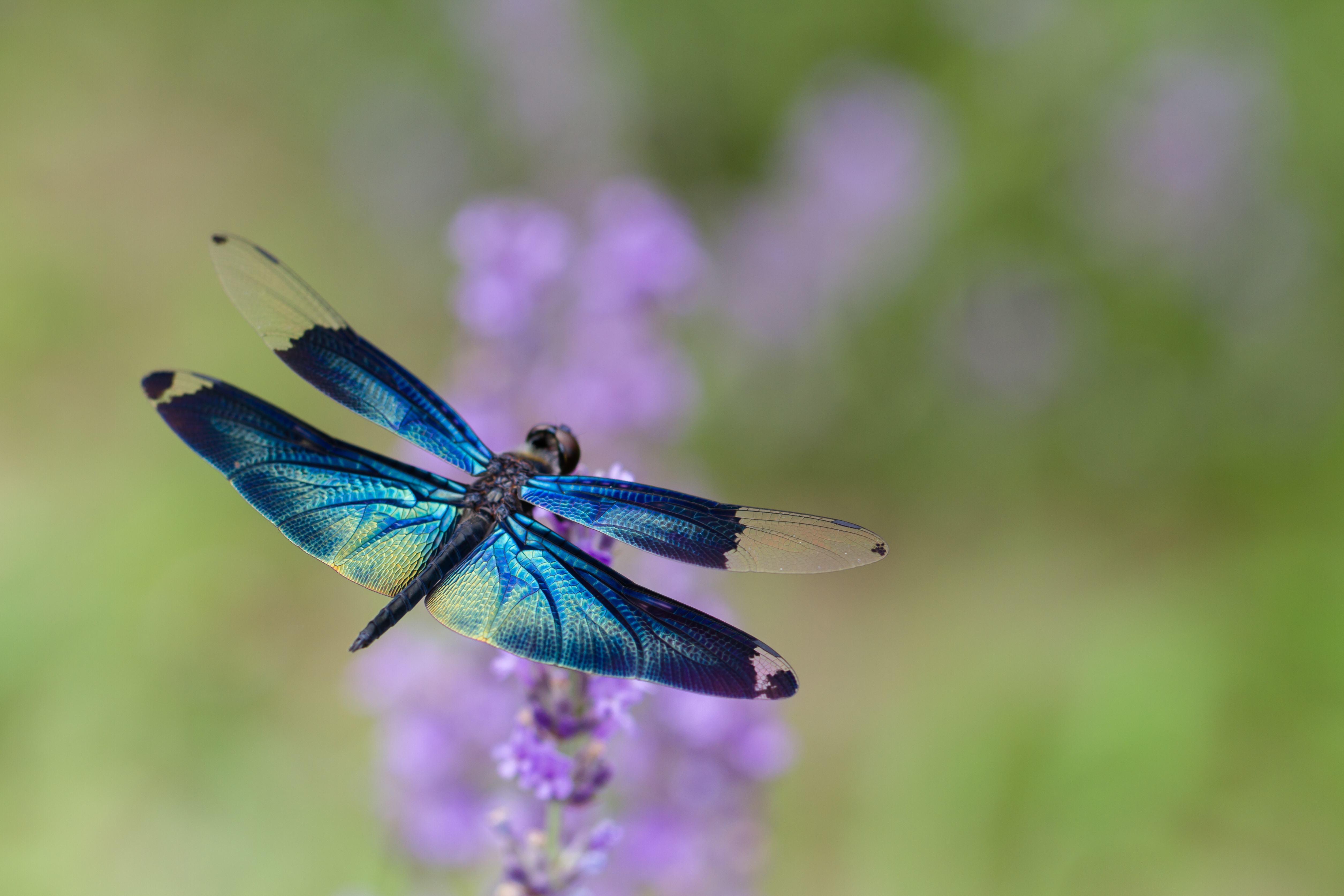 life cycle of damselfly