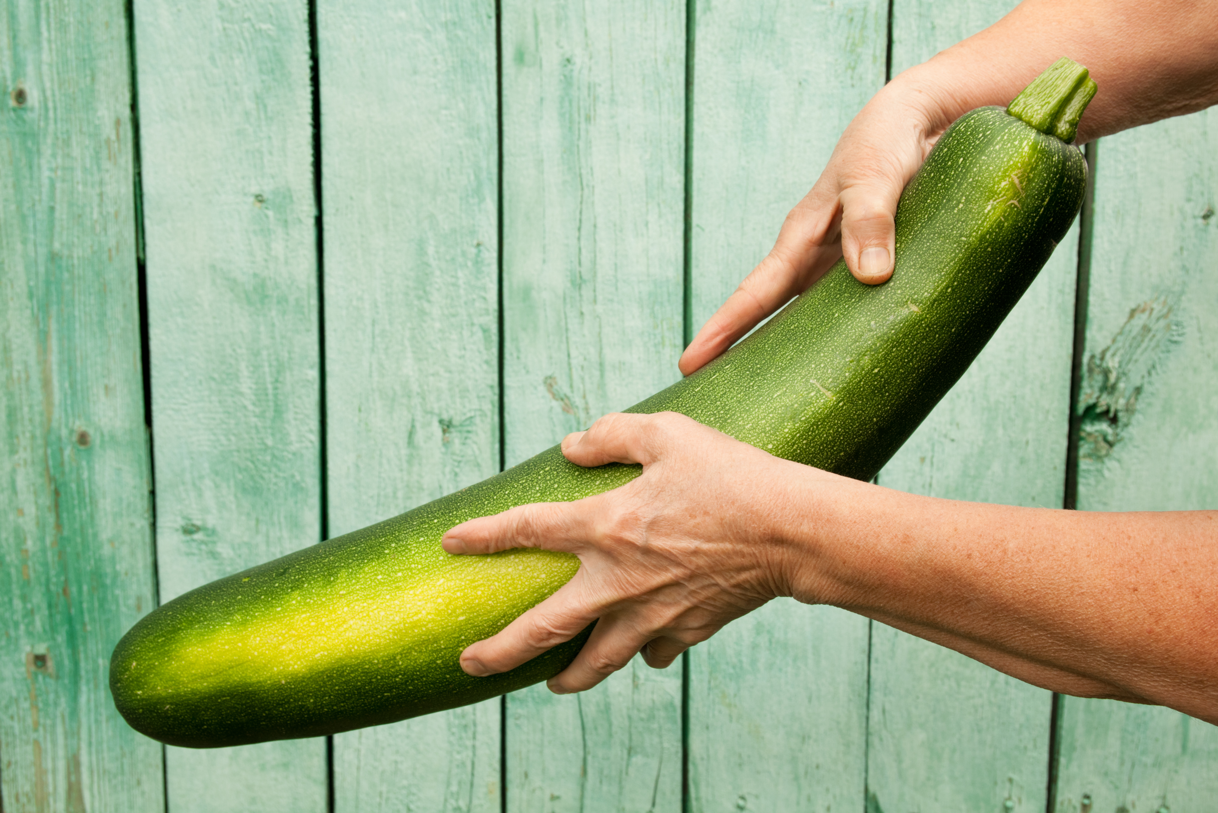 how big can zucchini get